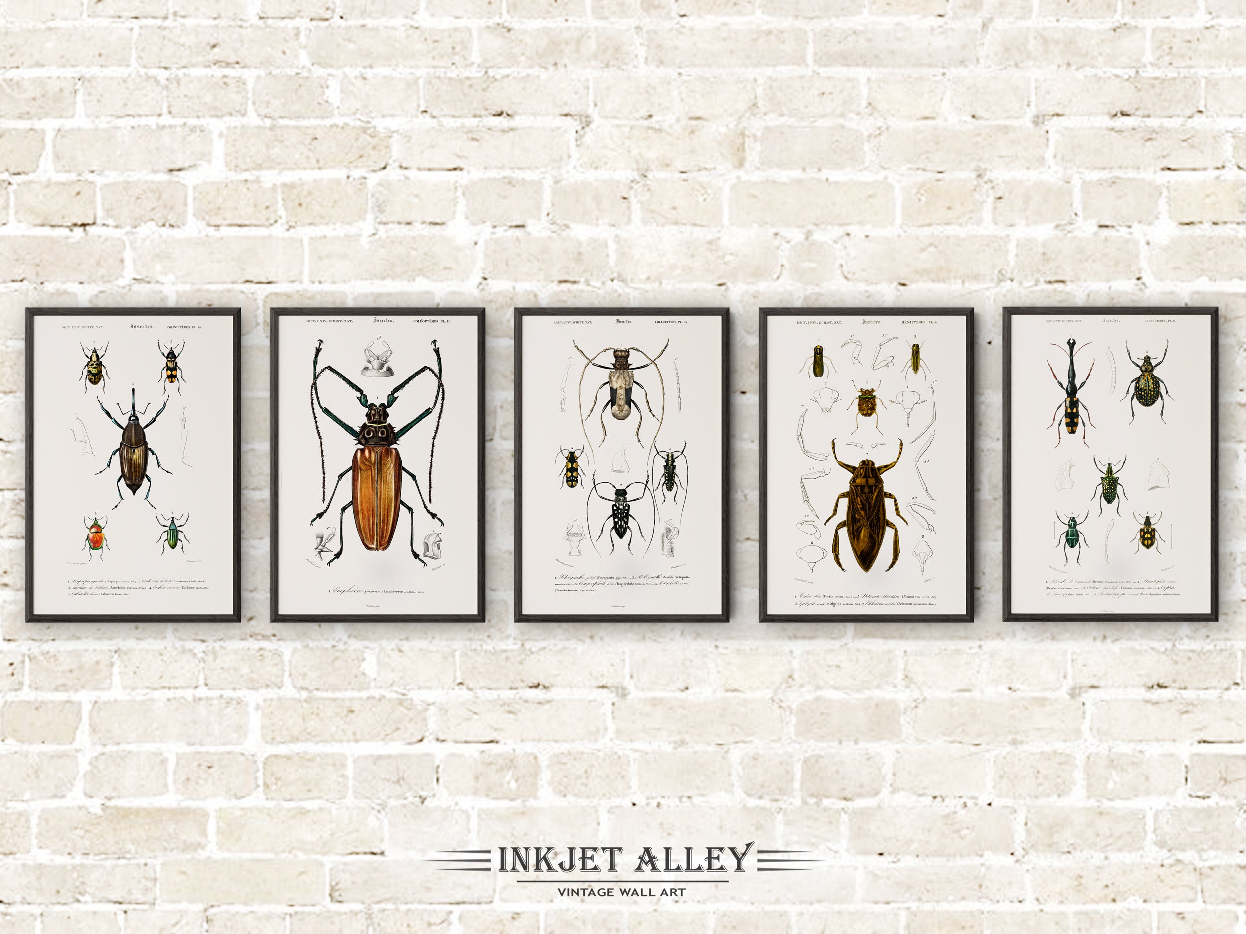 Set of 5 Vintage Illustrations of Insects and Bugs - Set A