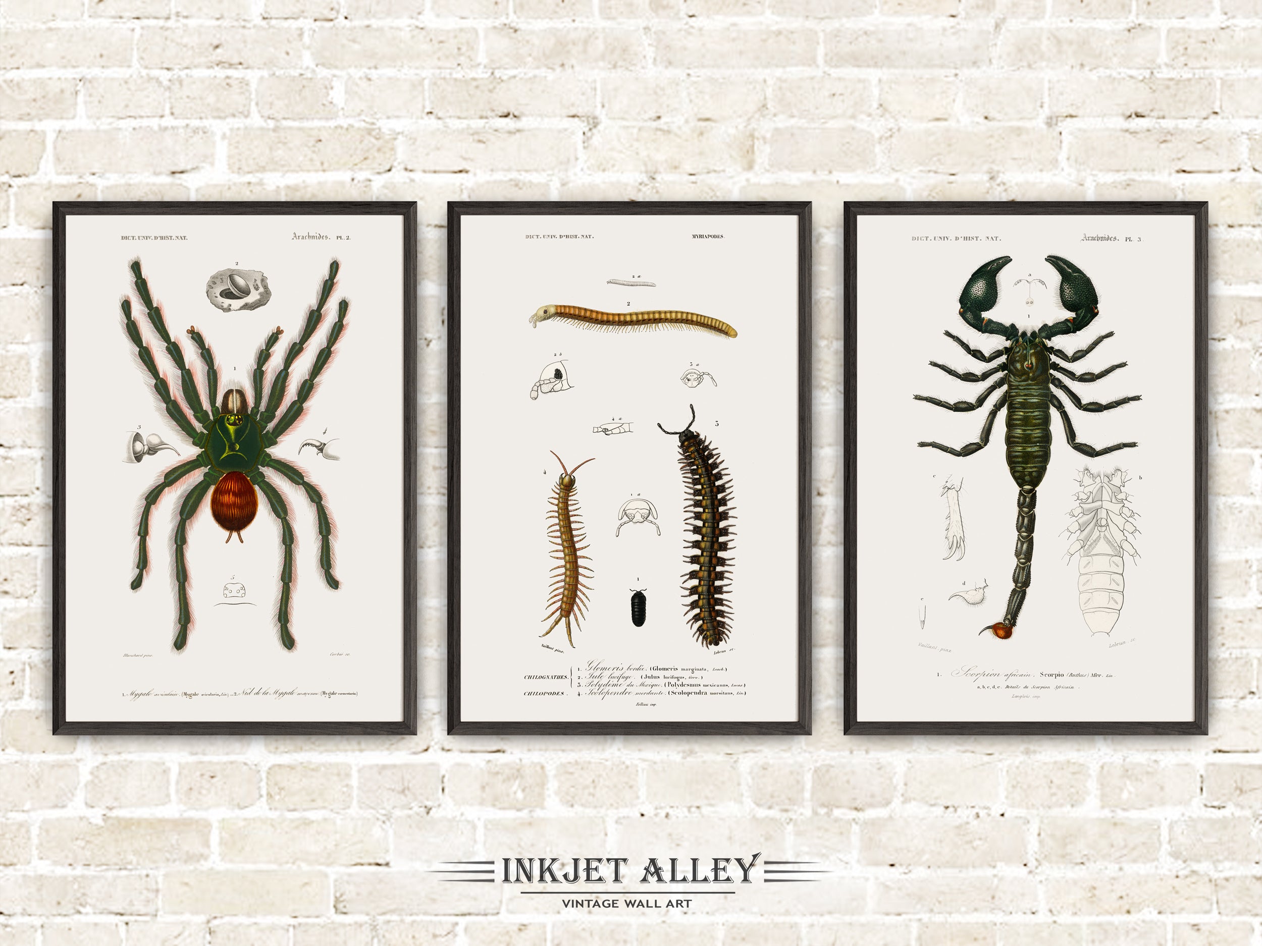 Set of 3 Vintage Illustrations of Insects and Bugs - Set B