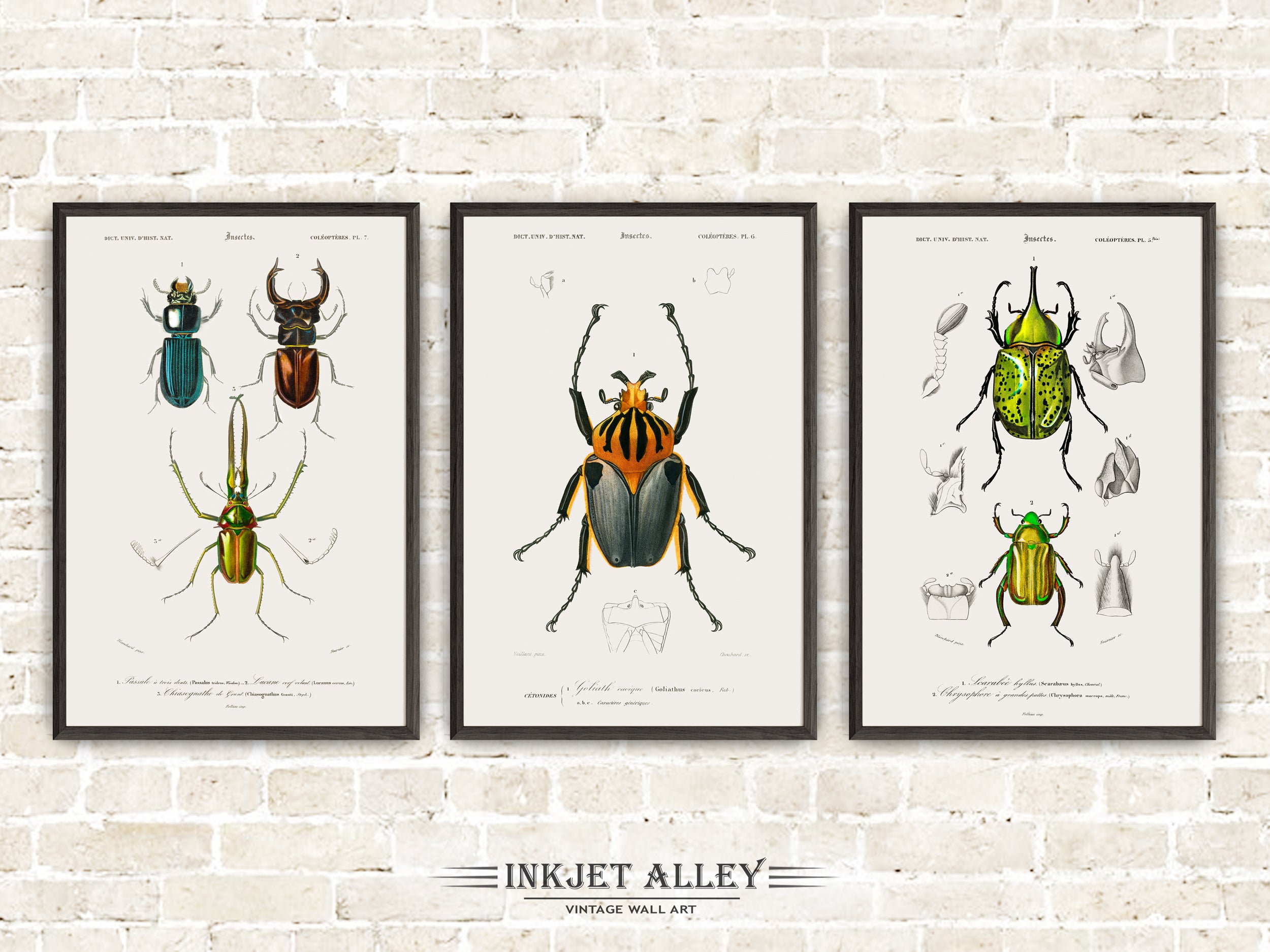 Set of 3 Vintage Illustrations of Insects and Bugs - Set C