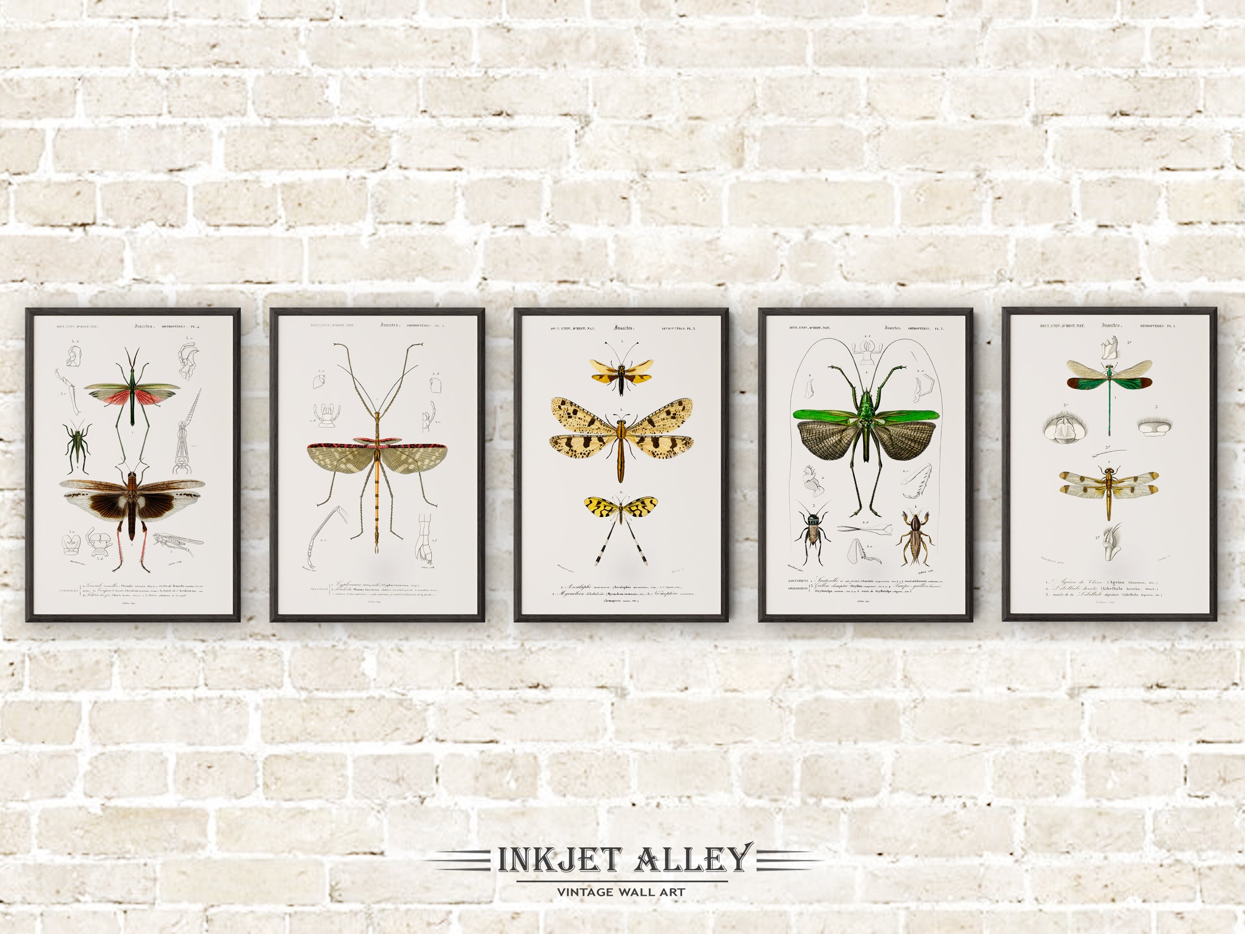 Set of 5 Vintage Illustrations of Insects and Bugs - Set D