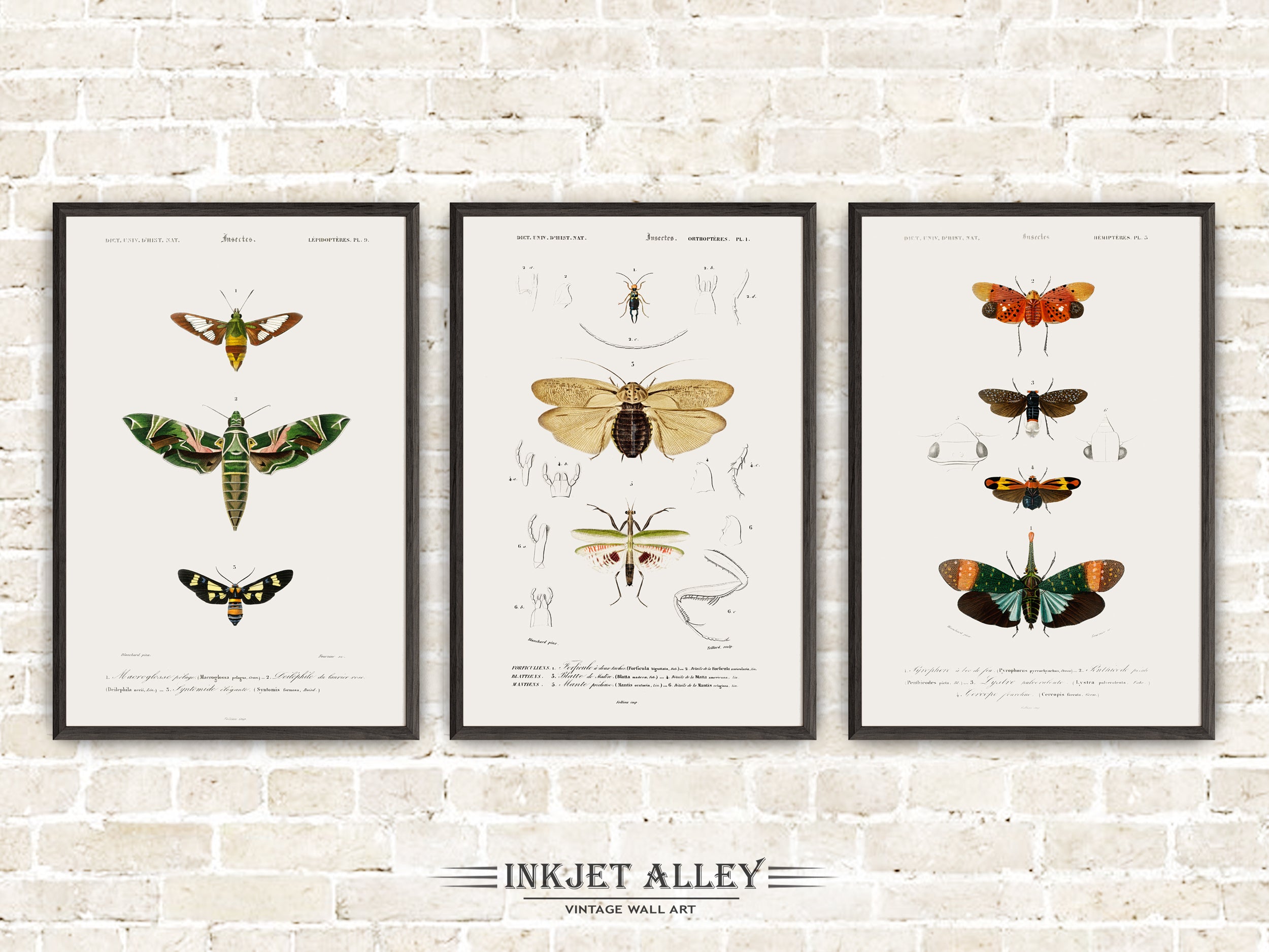 Set of 3 Vintage Illustrations of Insects and Bugs - Set E