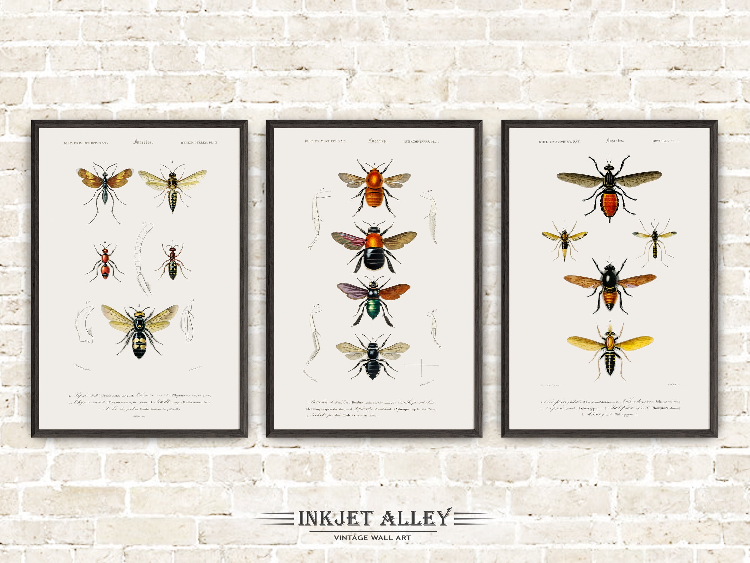 Set of 3 Vintage Illustrations of Insects and Bugs - Set F