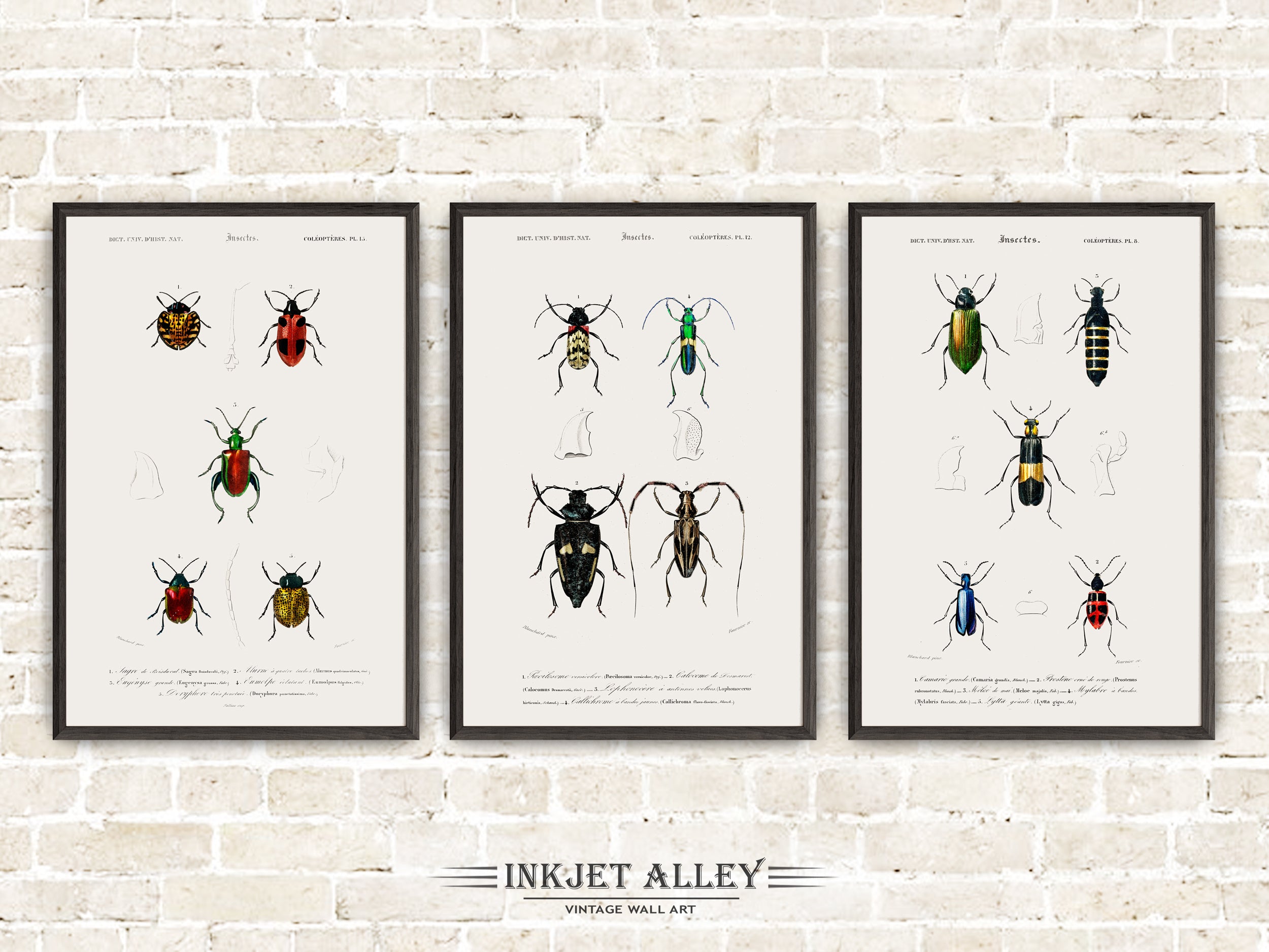 Set of 3 Vintage Illustrations of Insects and Bugs - Set G