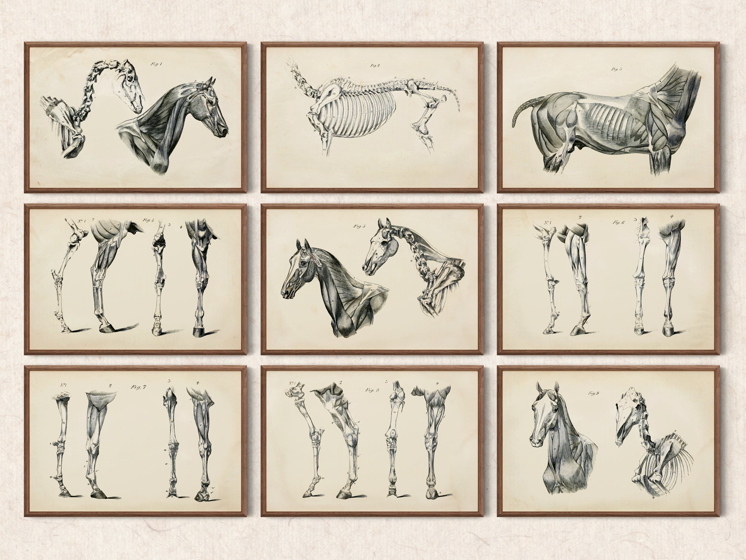 Full Set of 20 Vintage Horse Anatomy Printed Illustrations by George H Dadd, Create Custom Wall Art Galley | Equine Scientific