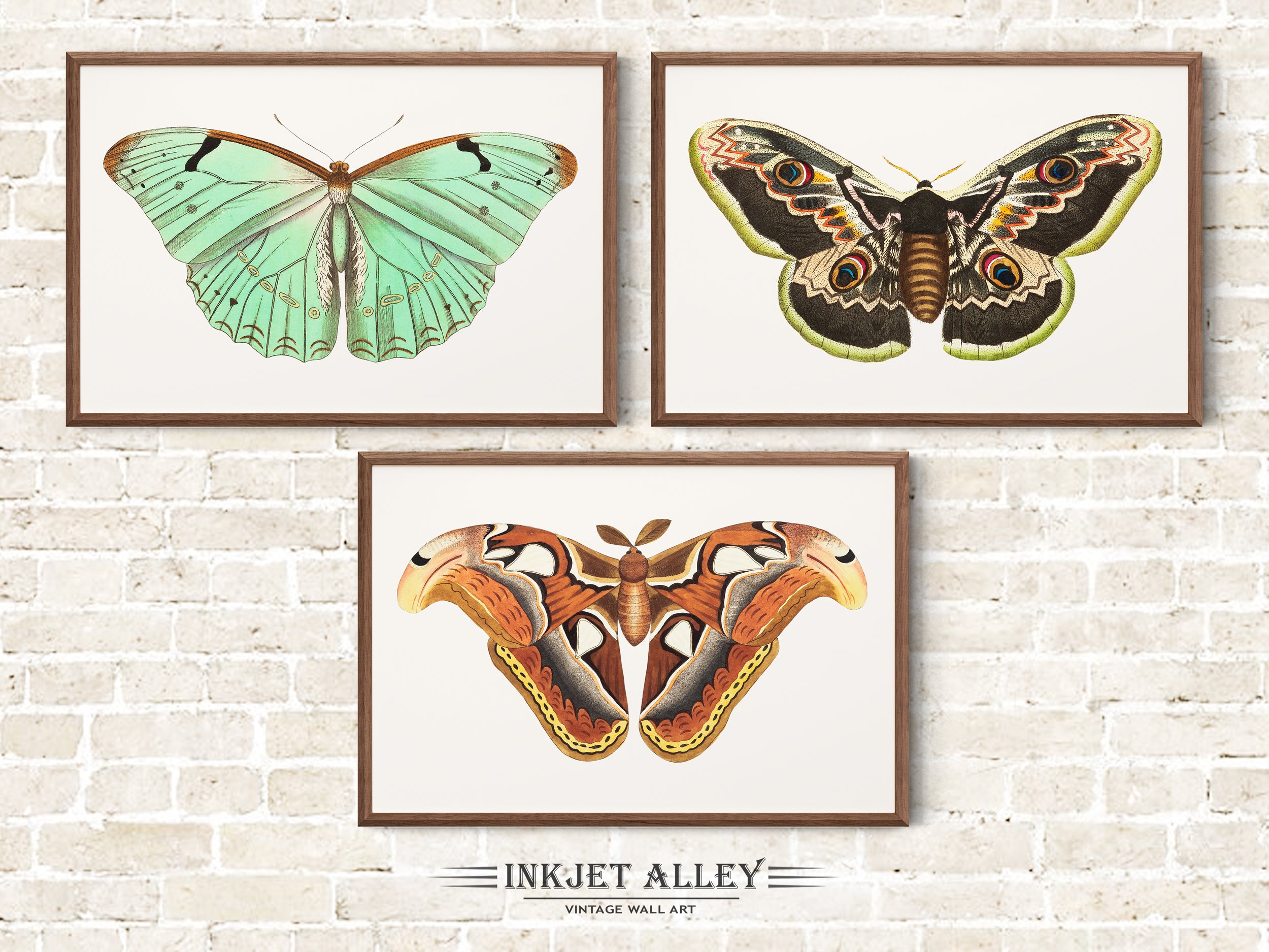 Set of 3 Vintage Butterfly Illustrations by George Shaw Papillion, Colorful Moth Insect Art Scientific Nature Illustration Wall Art Décor