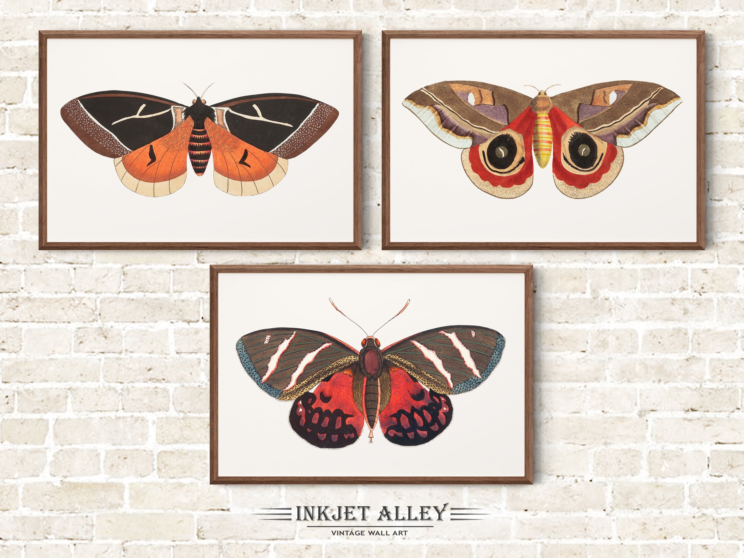 Set of 3 Vintage Butterfly Illustrations by George Shaw Papillion, Colorful Moth Insect Art Scientific Nature Illustration Wall Art Décor