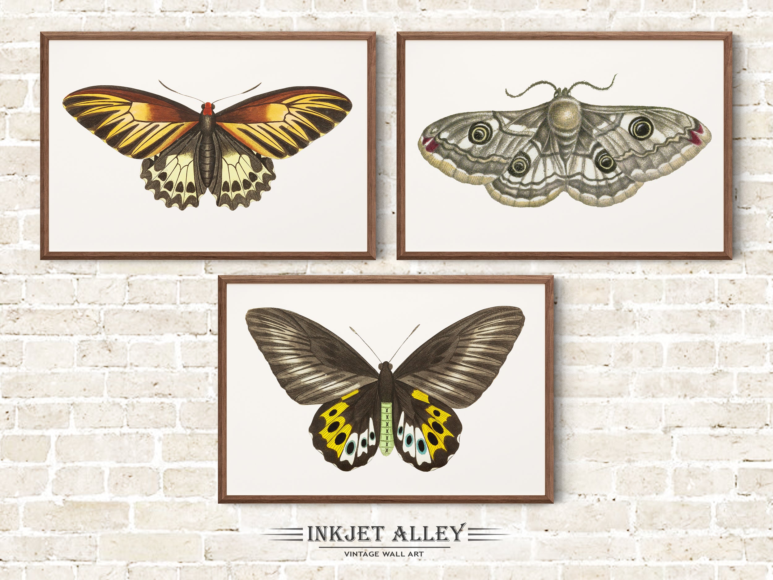 Set of 3 Vintage Butterfly Illustrations by George Shaw Papillion, Colorful Moth Insect Art Scientific Nature Illustration Wall Art Décor