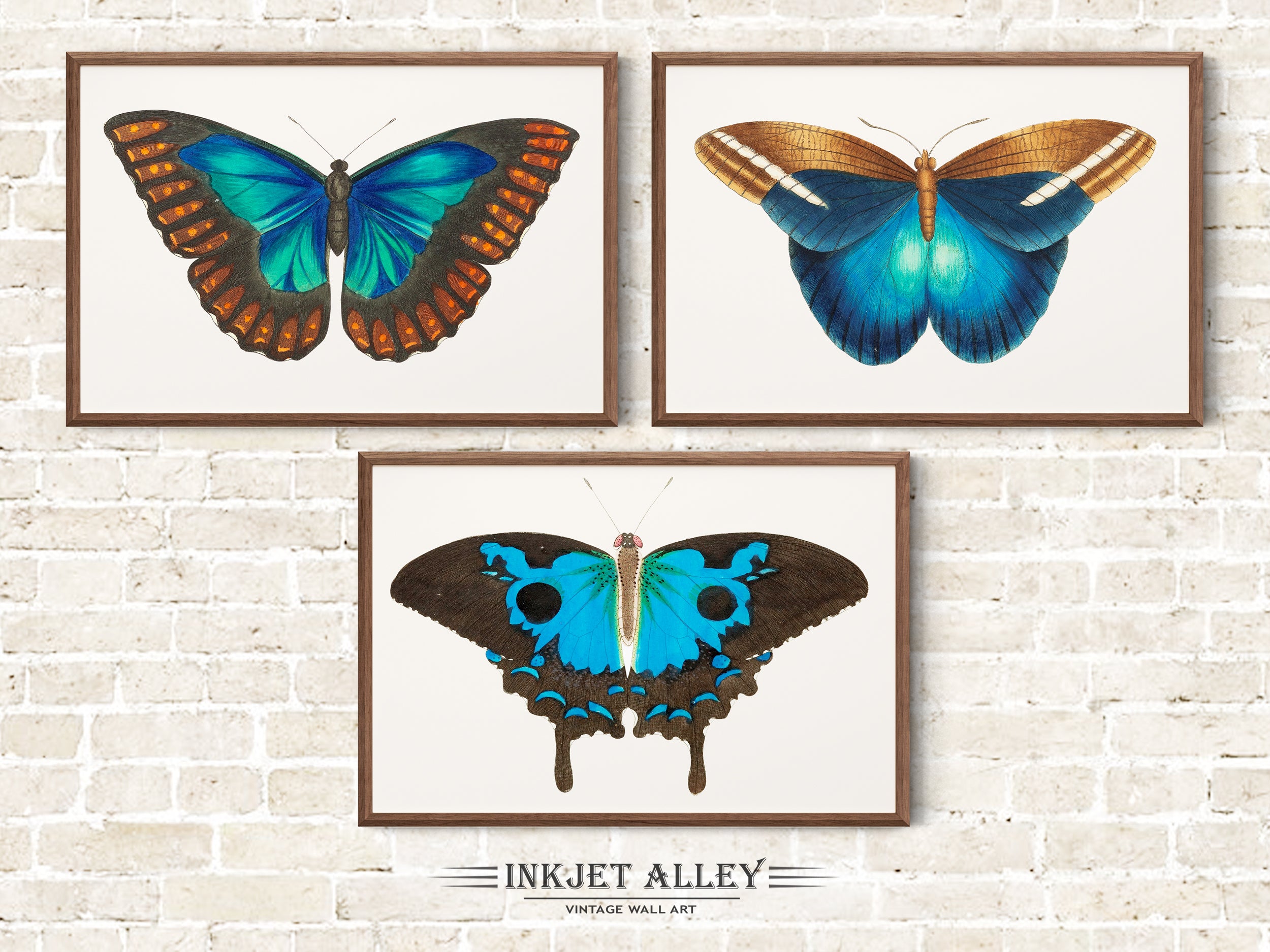 Set of 3 Vintage Butterfly Illustrations by George Shaw Papillion, Colorful Moth Insect Art Scientific Nature Illustration Wall Art Décor