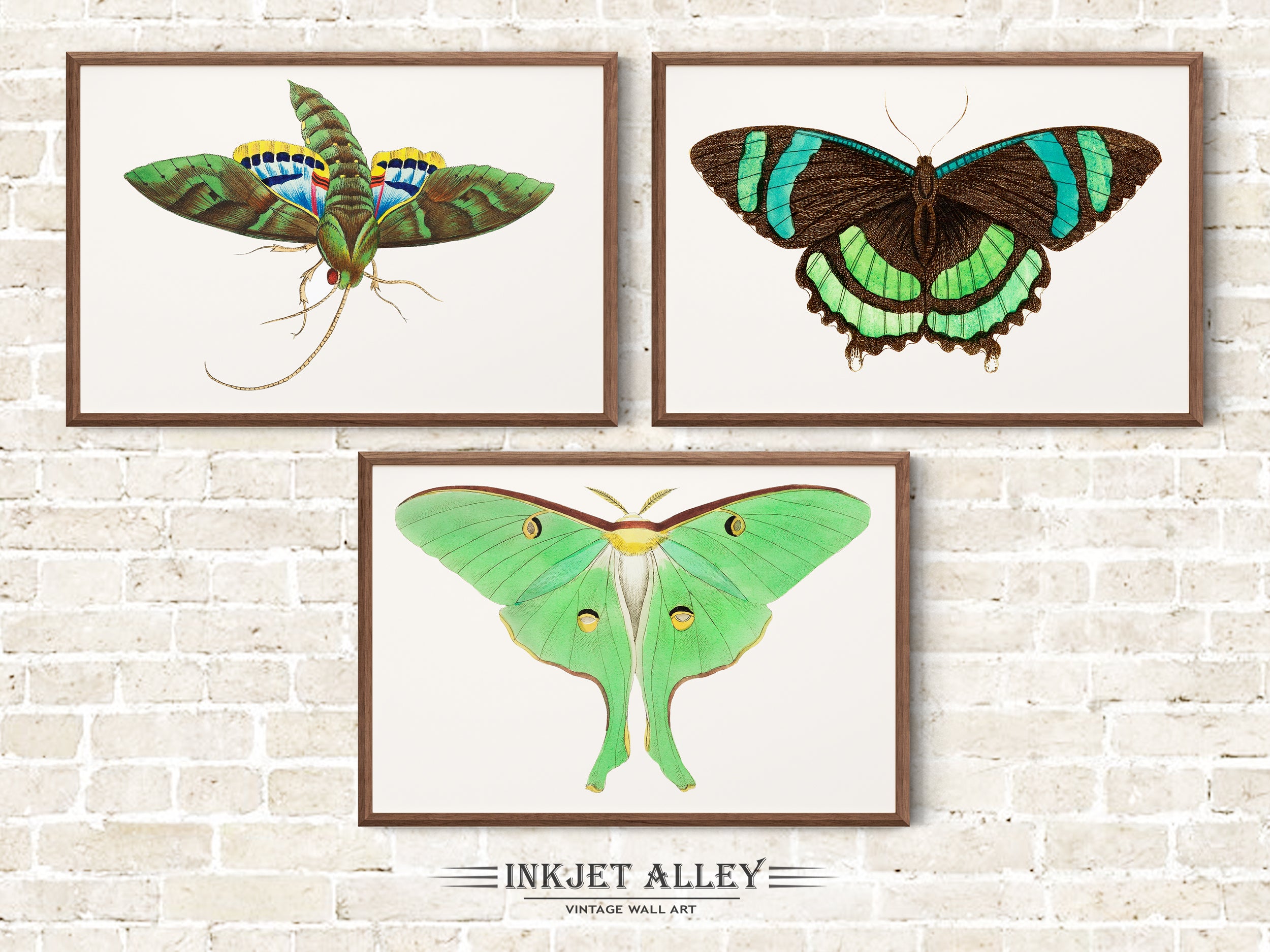 Set of 3 Vintage Butterfly Illustrations by George Shaw Papillion, Colorful Moth Insect Art Scientific Nature Illustration Wall Art Décor