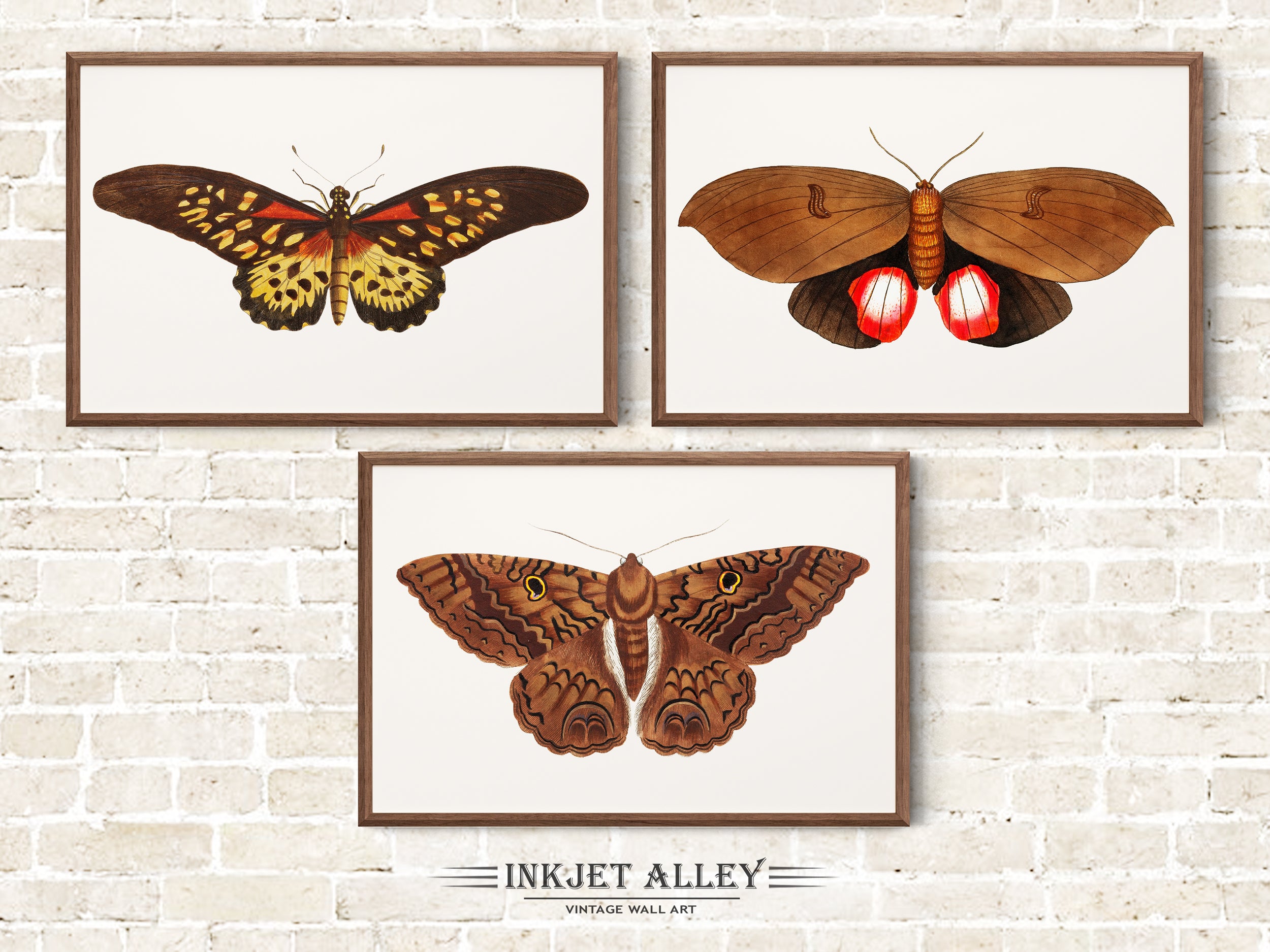 Set of 3 Vintage Butterfly Illustrations by George Shaw Papillion, Colorful Moth Insect Art Scientific Nature Illustration Wall Art Décor