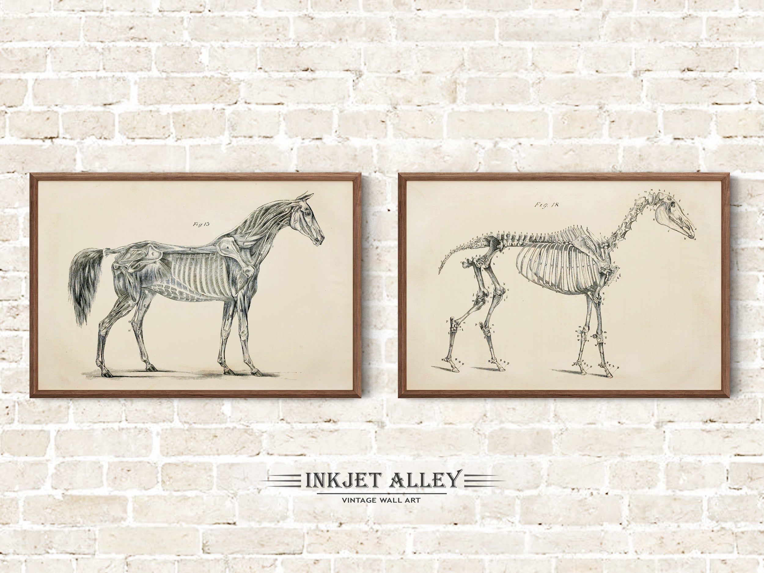 Set of 2 Vintage Horse Anatomy Printed Illustrations by George H Dadd, Wall Art Equine Scientific Medical Historical Skeleton Bones