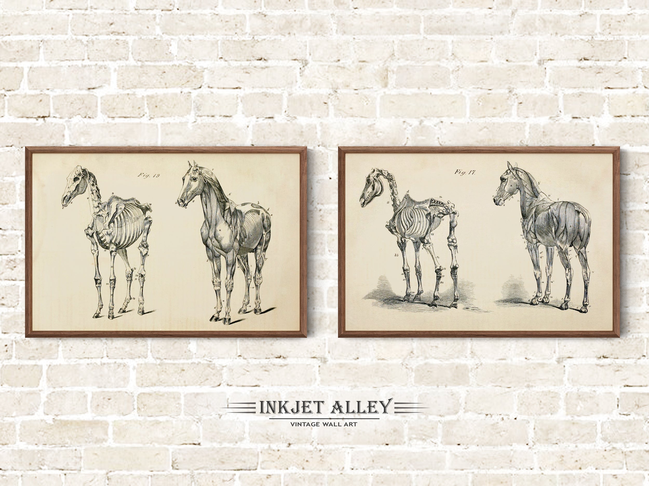 Set of 2 Vintage Horse Anatomy Printed Illustrations by George H Dadd, Wall Art Equine Scientific Medical Historical Skeleton Bones