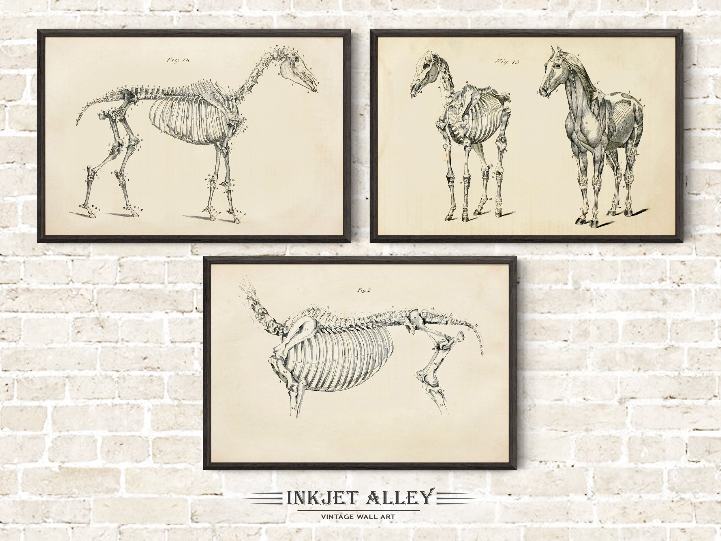 Set of 3 Vintage Horse Anatomy Printed Illustrations by George H Dadd, Wall Art Equine Scientific Medical Historical Skeleton Bones