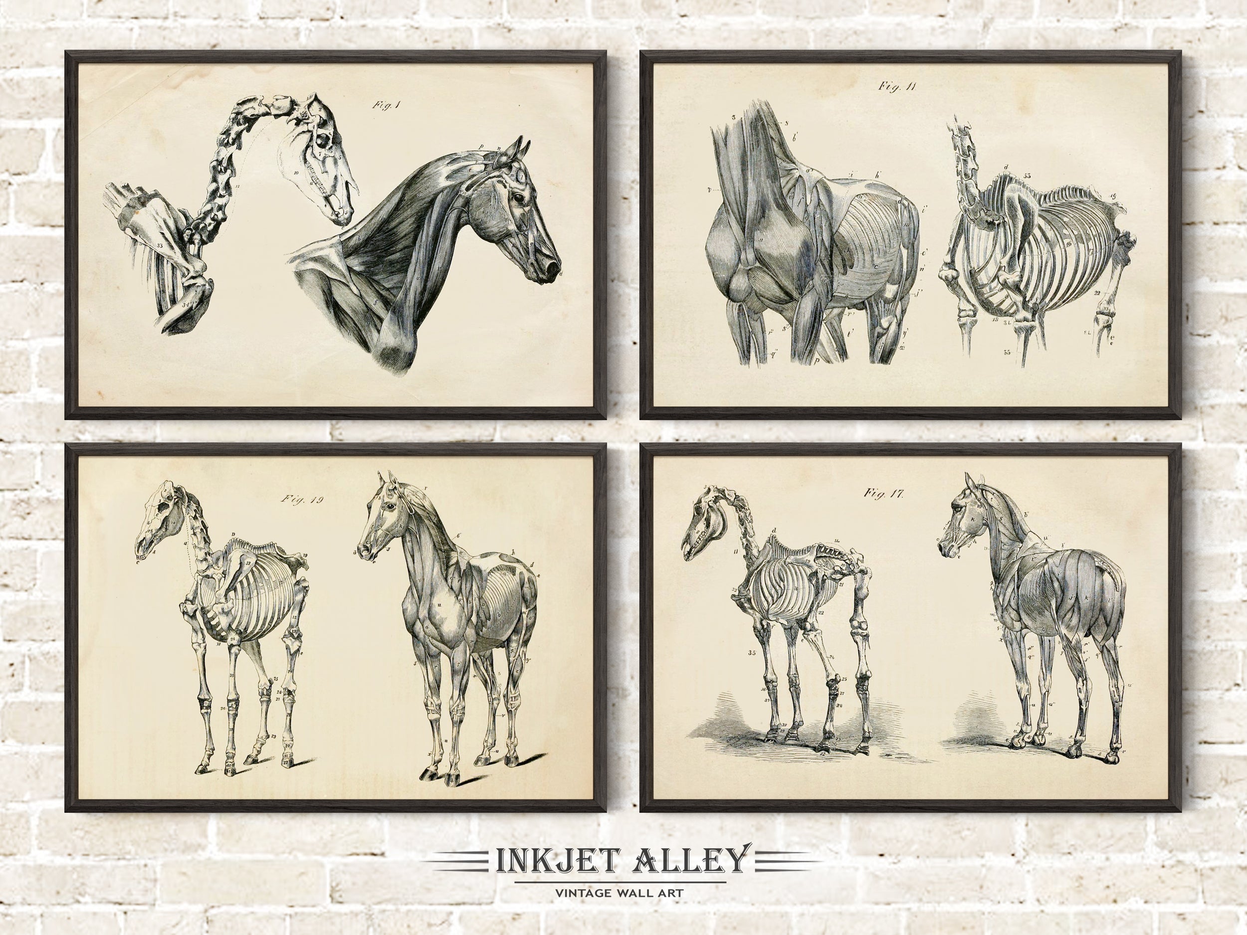 Set of 4 Vintage Horse Anatomy Printed Illustrations by George H Dadd, Wall Art Equine Scientific Medical Historical Skeleton Bones