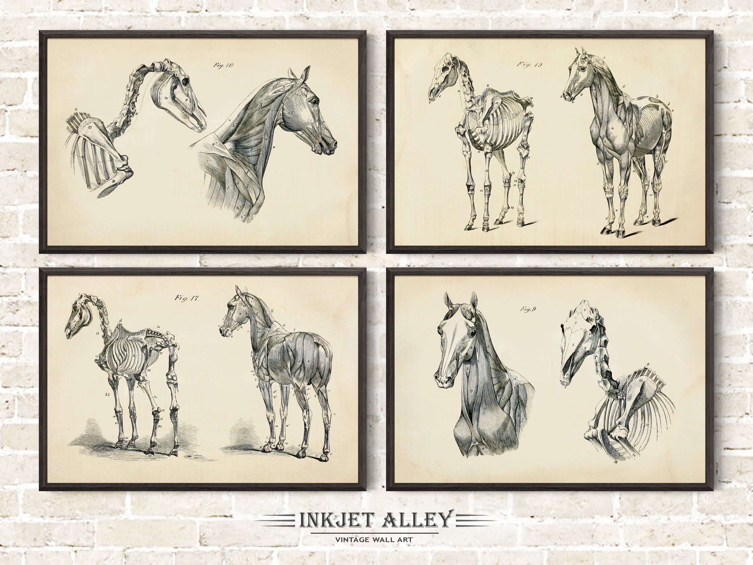 Set of 4 Vintage Horse Anatomy Printed Illustrations by George H Dadd, Wall Art Equine Scientific Medical Historical Skeleton Bones