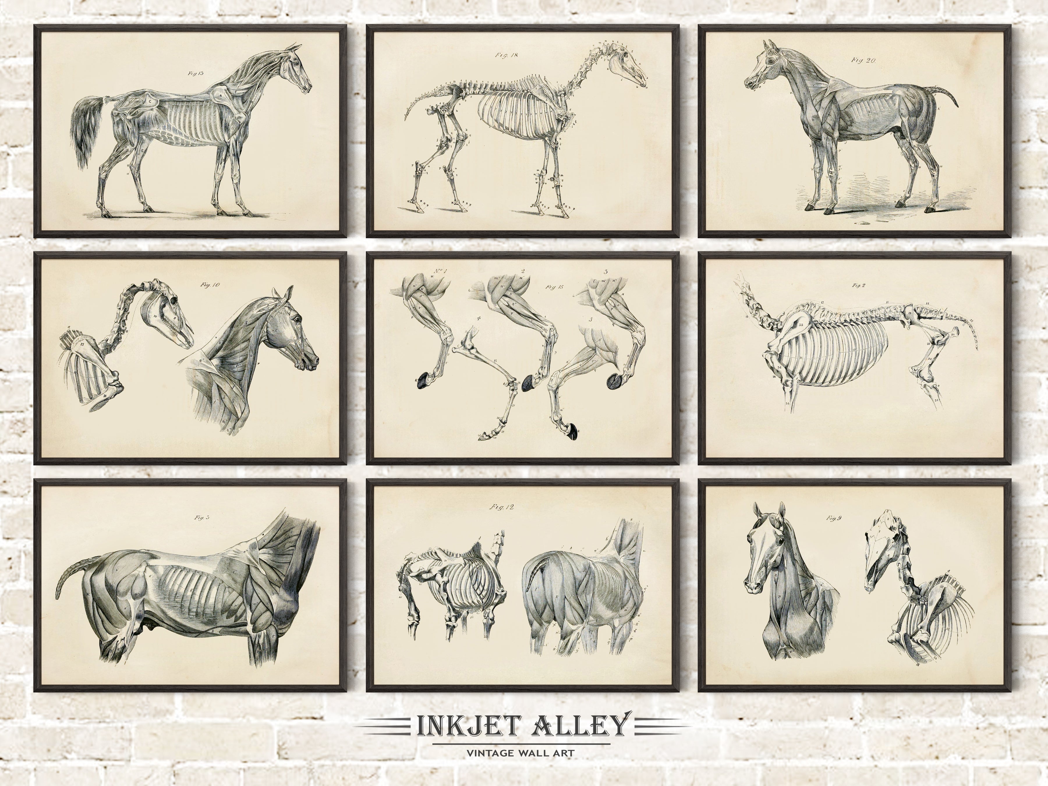 Set of 9 Vintage Horse Anatomy Printed Illustrations by George H Dadd, Wall Art Equine Scientific Medical Historical Skeleton Bones