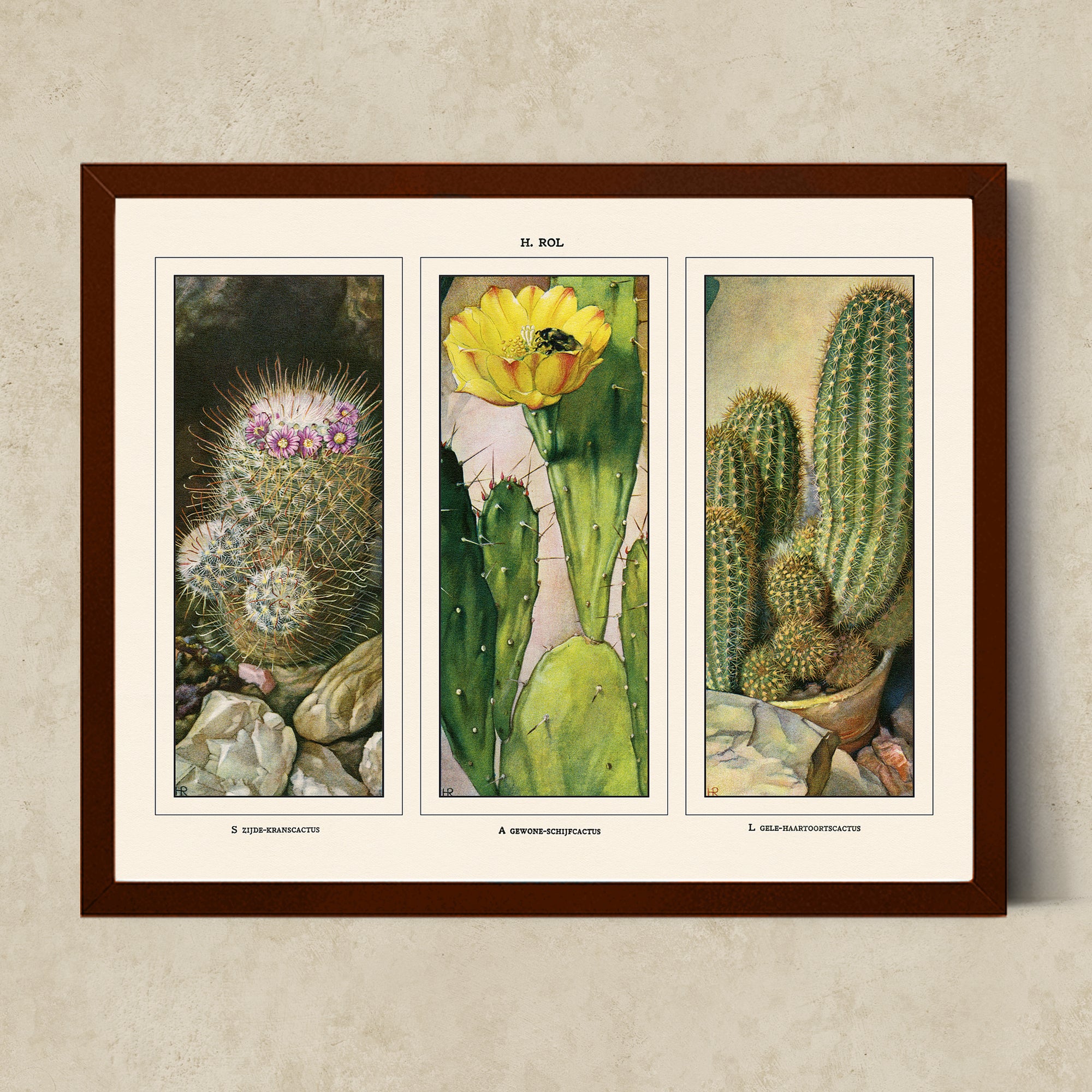 Vintage Botanical Illustrations of Cactus, Blossoms, Succulents, and Exotic Cacti from the 1930's - #CACB01P07