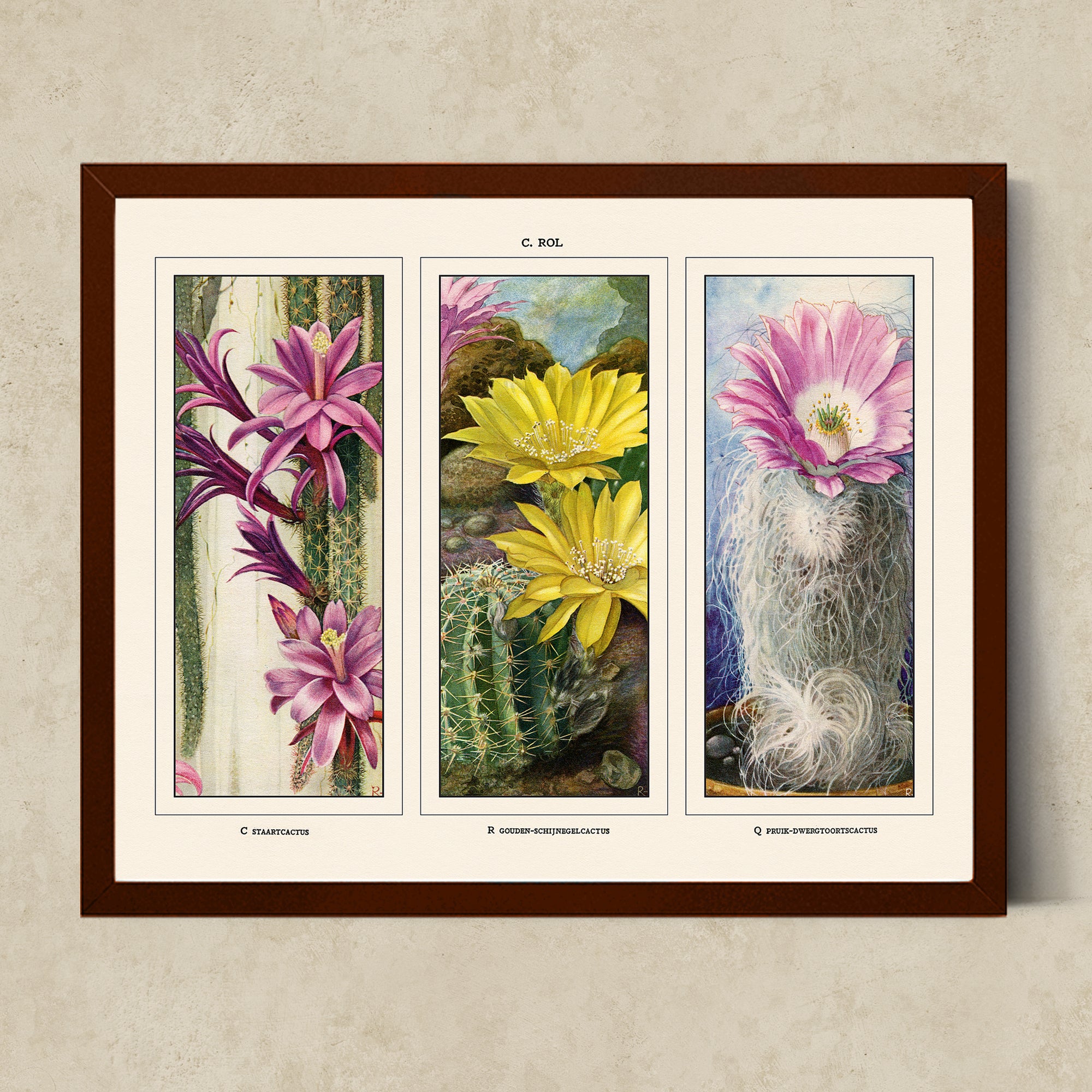 Vintage Botanical Illustrations of Cactus, Blossoms, Succulents, and Exotic Cacti from the 1930's - #CACB01P08