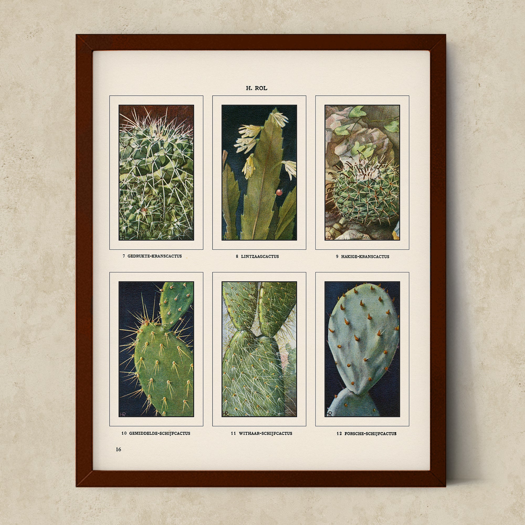 Vintage Botanical Illustrations of Cactus, Blossoms, Succulents, and Exotic Cacti from the 1930's - #CACB01P10