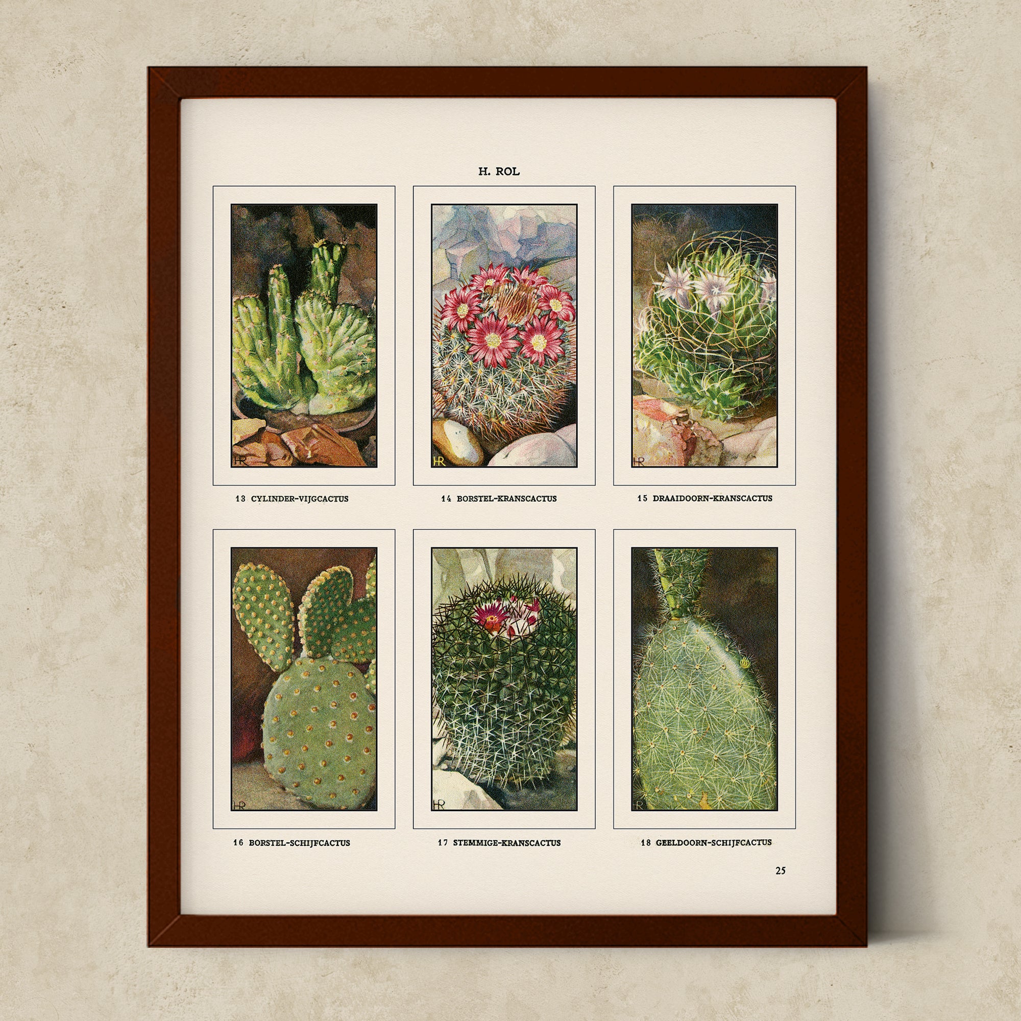 Vintage Botanical Illustrations of Cactus, Blossoms, Succulents, and Exotic Cacti from the 1930's - #CACB01P11