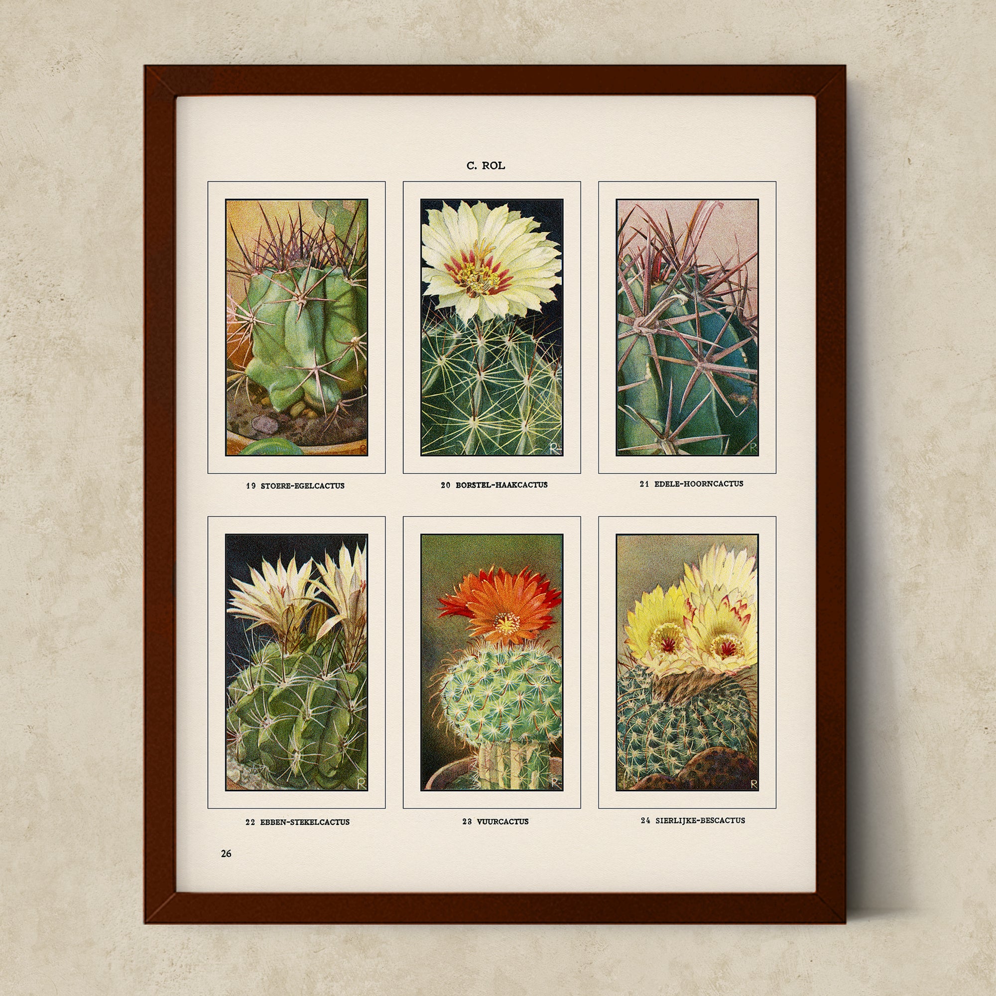 Vintage Botanical Illustrations of Cactus, Blossoms, Succulents, and Exotic Cacti from the 1930's - #CACB01P12