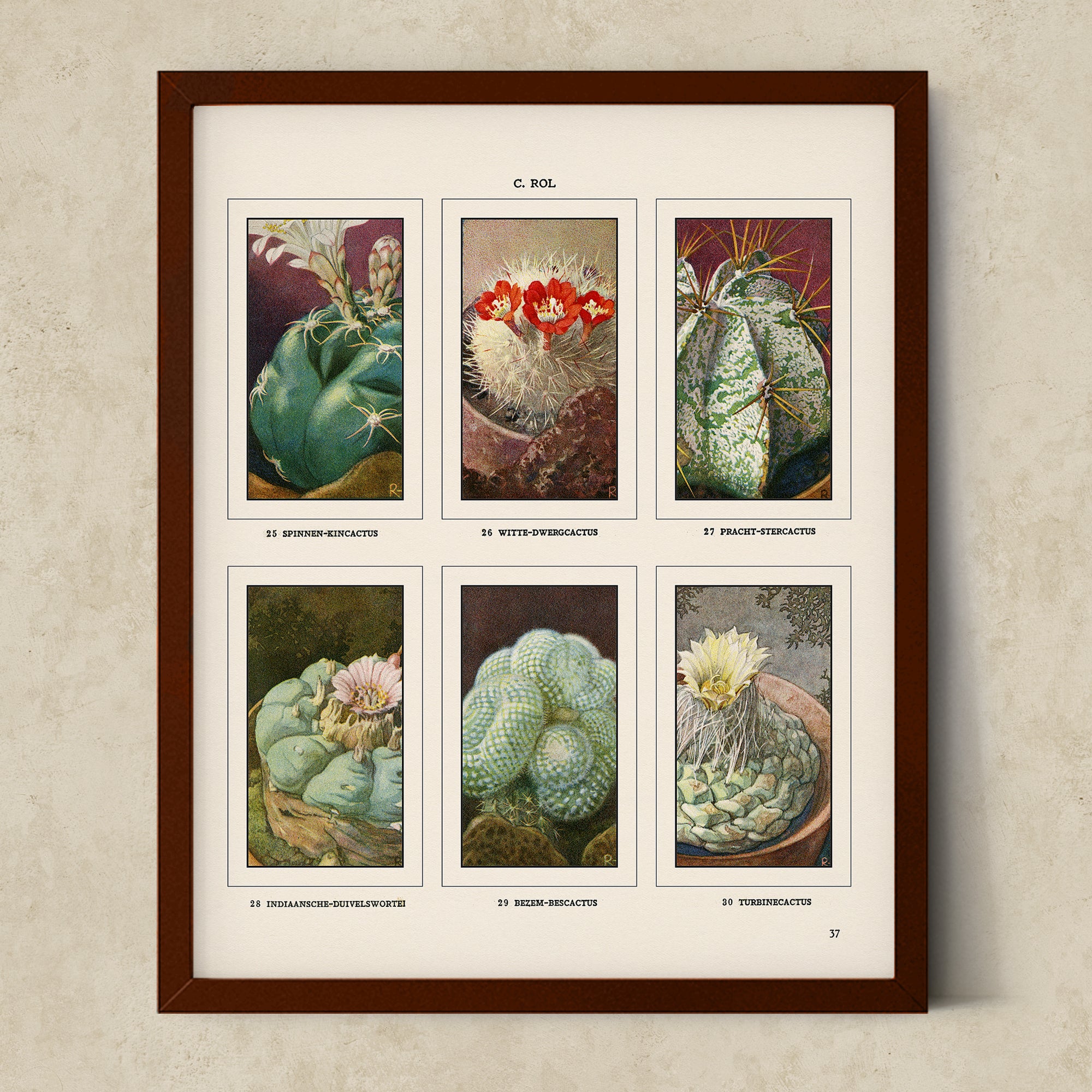 Vintage Botanical Illustrations of Cactus, Blossoms, Succulents, and Exotic Cacti from the 1930's - #CACB01P13