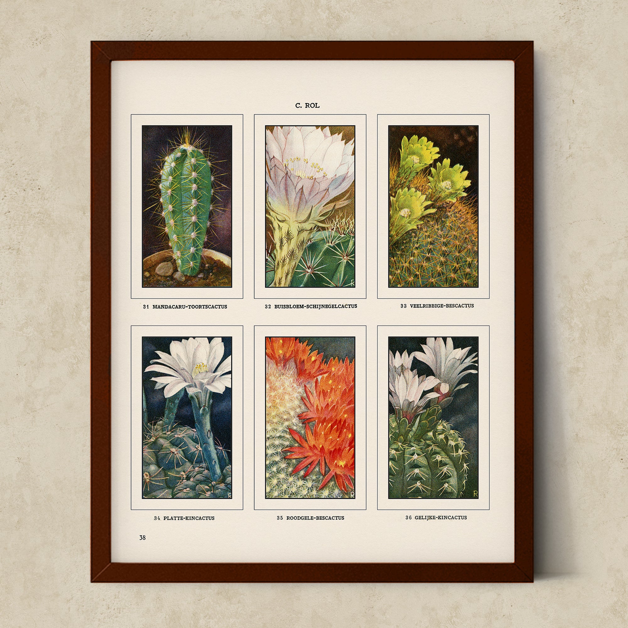 Vintage Botanical Illustrations of Cactus, Blossoms, Succulents, and Exotic Cacti from the 1930's - #CACB01P14