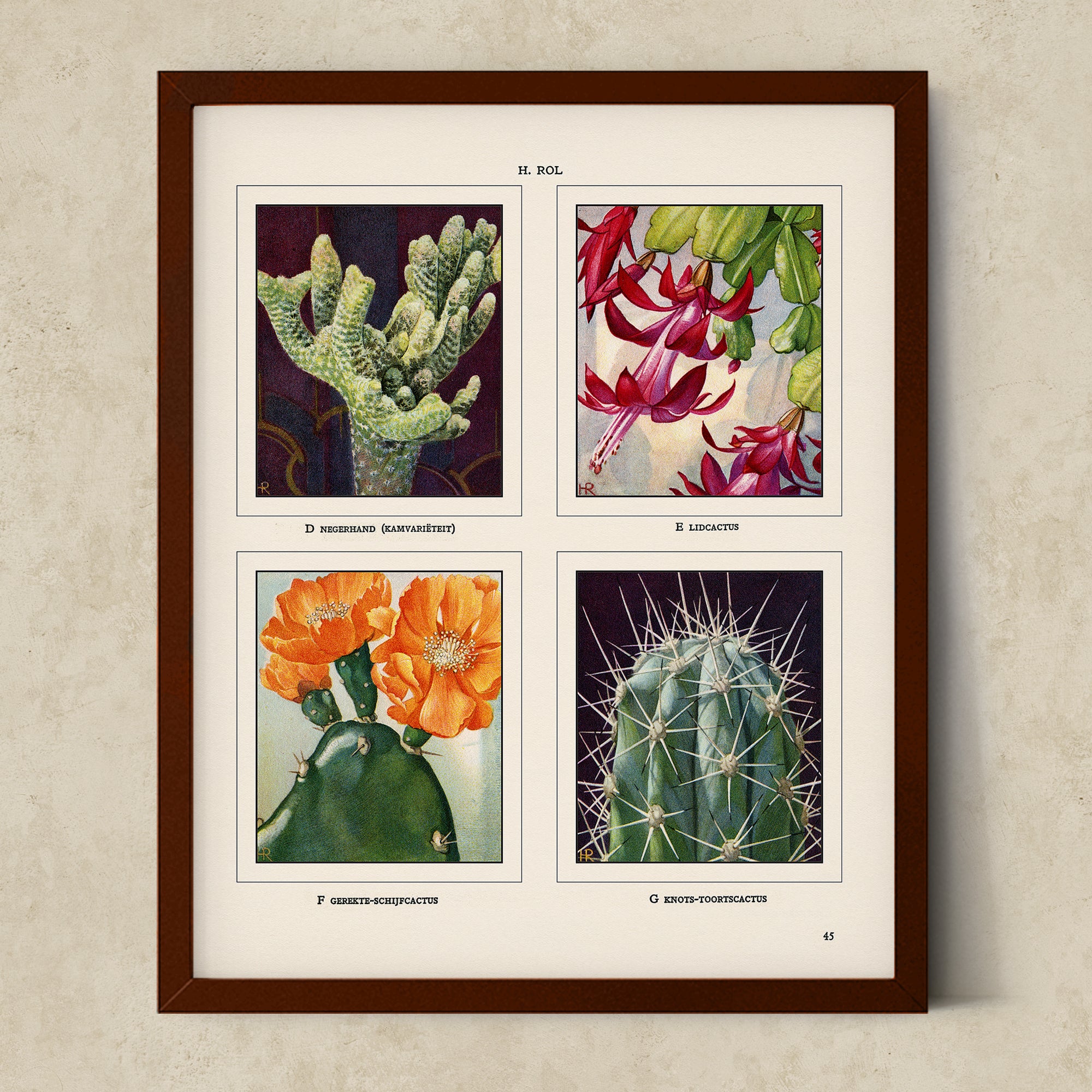 Vintage Botanical Illustrations of Cactus, Blossoms, Succulents, and Exotic Cacti from the 1930's - #CACB01P15