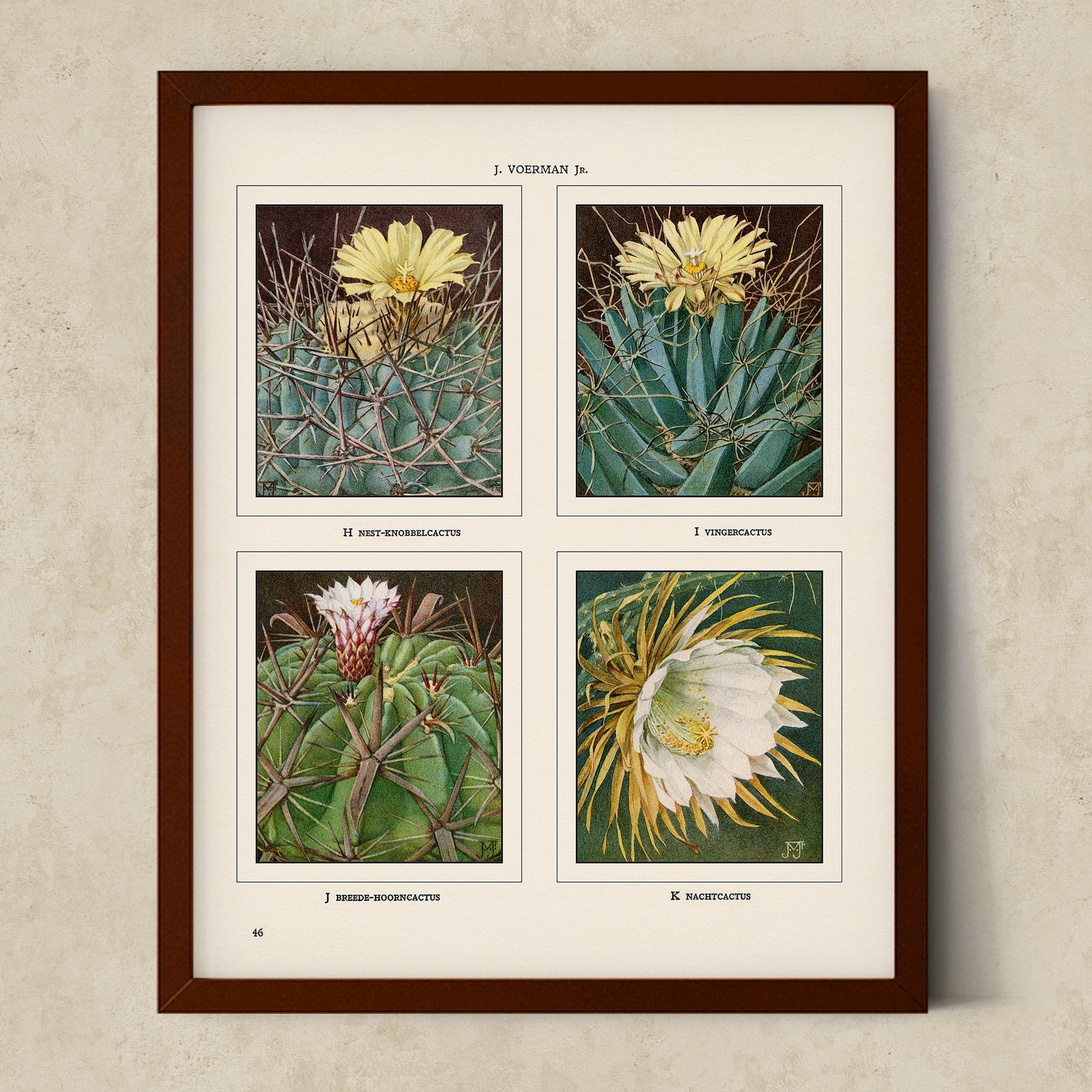 Vintage Botanical Illustrations of Cactus, Blossoms, Succulents, and Exotic Cacti from the 1930's - #CACB01P16