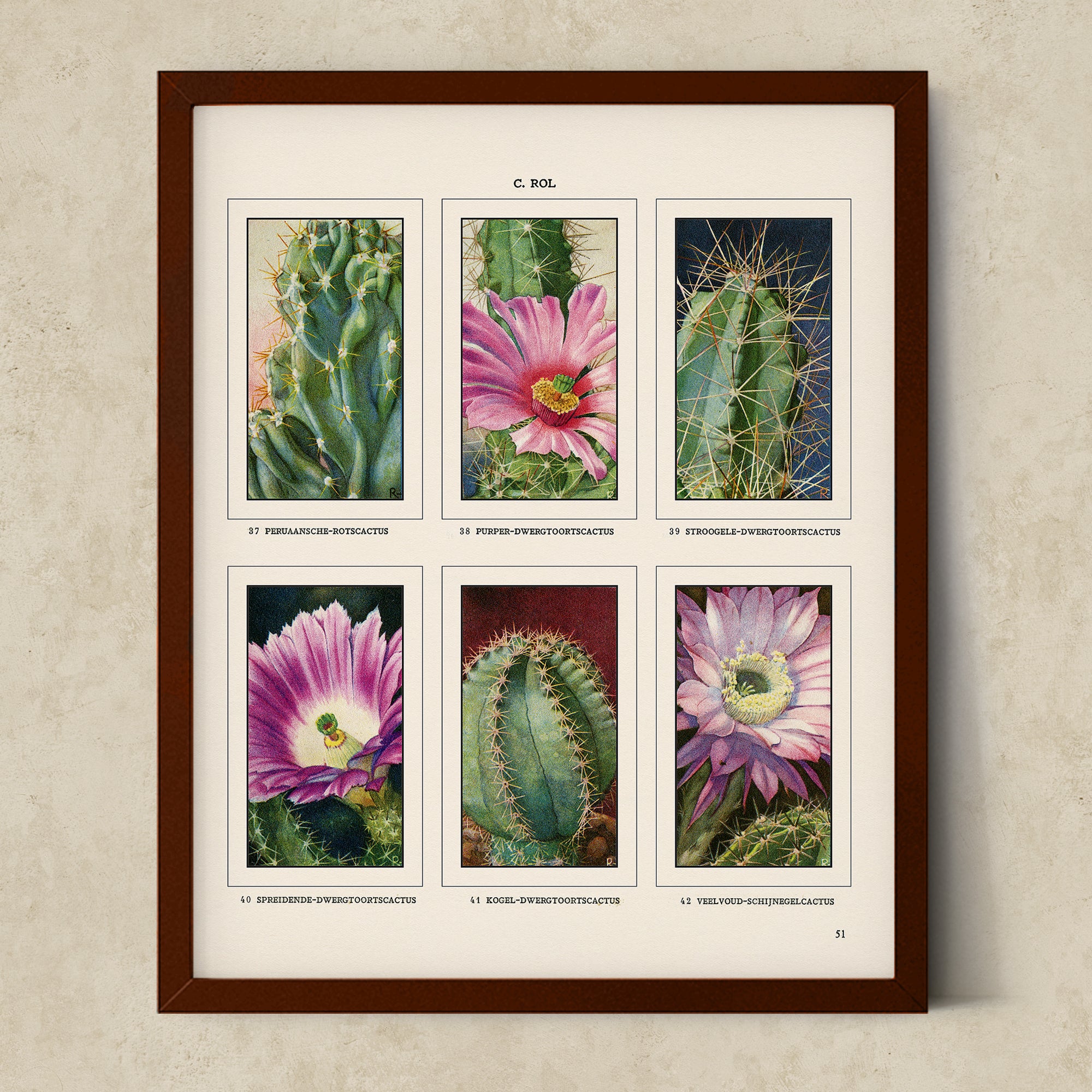 Vintage Botanical Illustrations of Cactus, Blossoms, Succulents, and Exotic Cacti from the 1930's - #CACB01P17