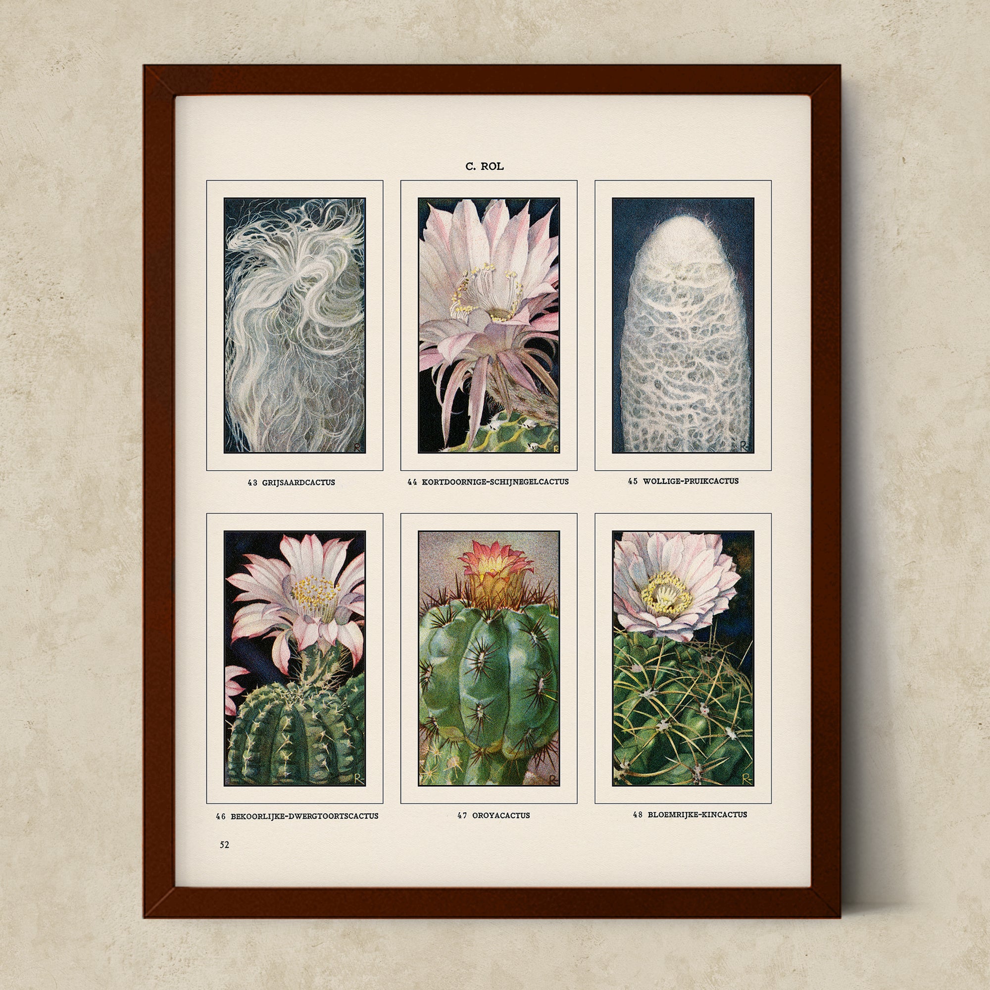 Vintage Botanical Illustrations of Cactus, Blossoms, Succulents, and Exotic Cacti from the 1930's - #CACB01P18