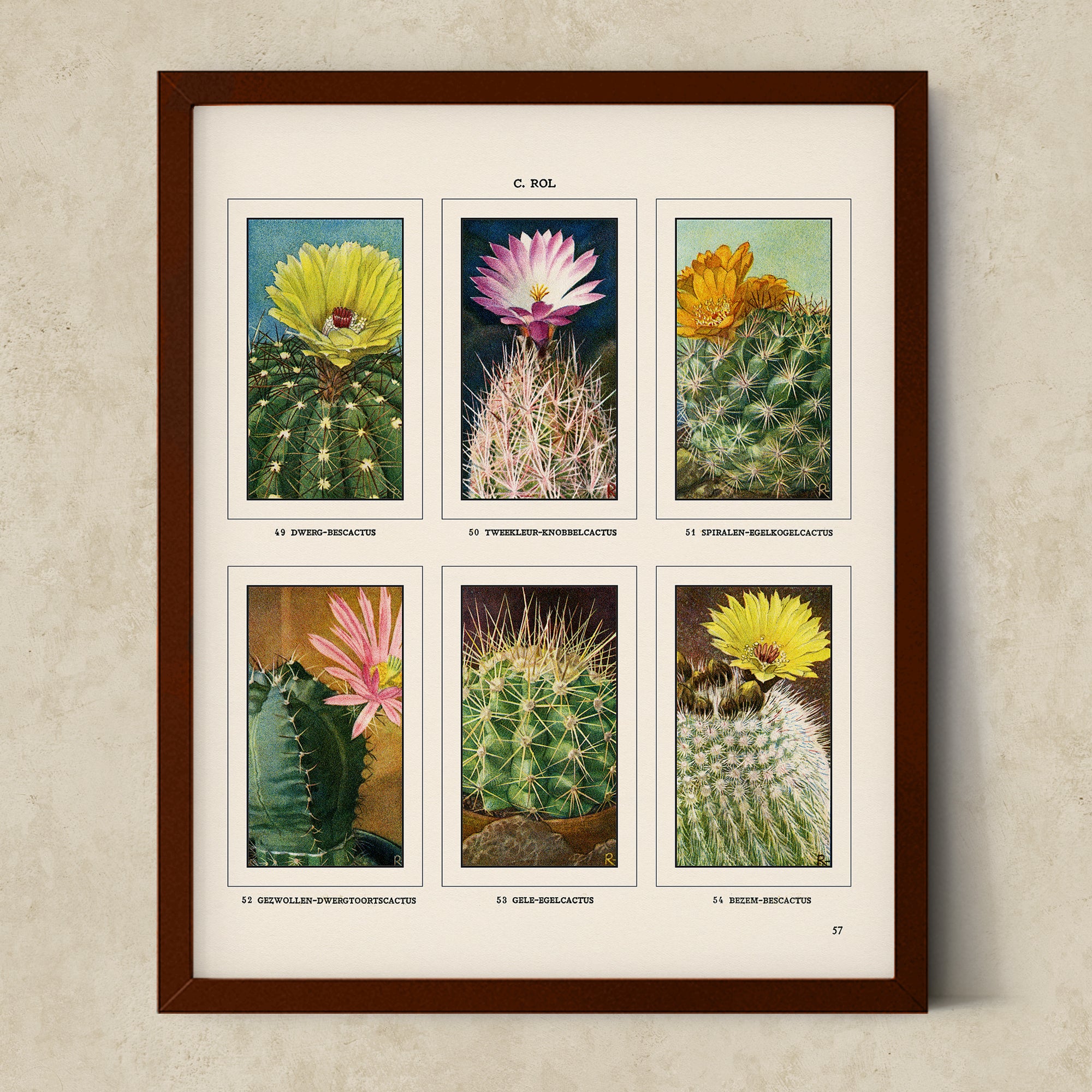 Vintage Botanical Illustrations of Cactus, Blossoms, Succulents, and Exotic Cacti from the 1930's - #CACB01P19