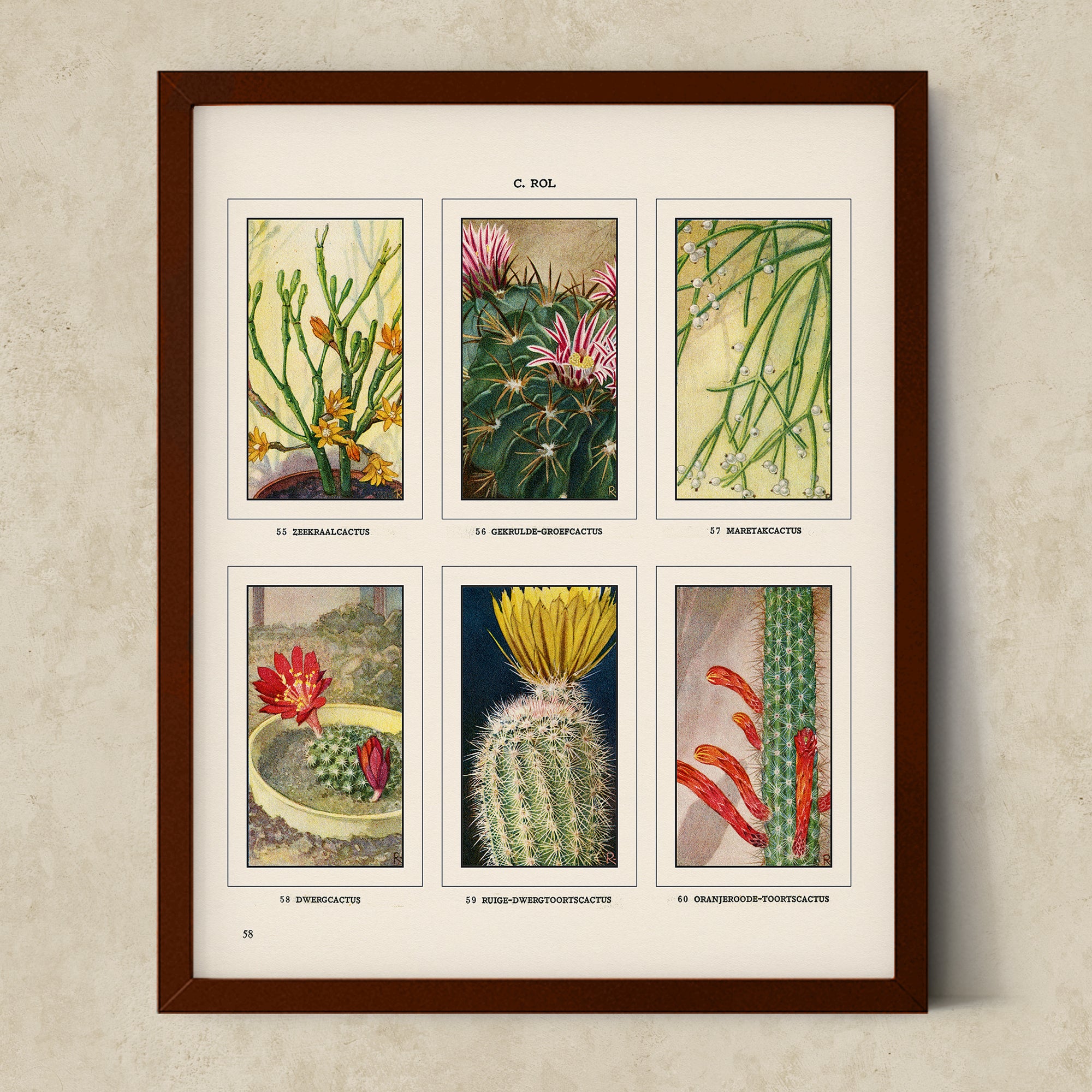 Vintage Botanical Illustrations of Cactus, Blossoms, Succulents, and Exotic Cacti from the 1930's - #CACB01P20