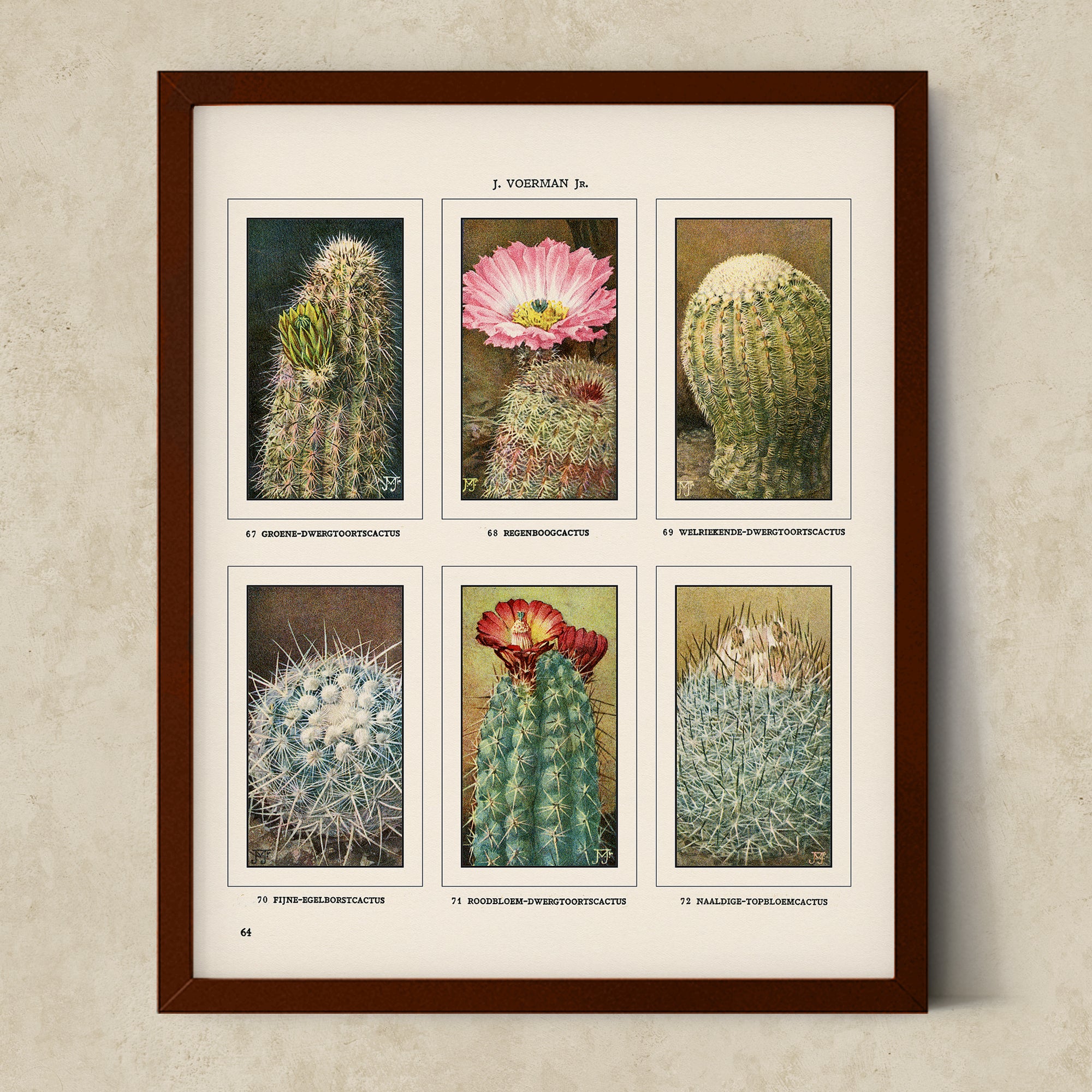 Vintage Botanical Illustrations of Cactus, Blossoms, Succulents, and Exotic Cacti from the 1930's - #CACB01P22