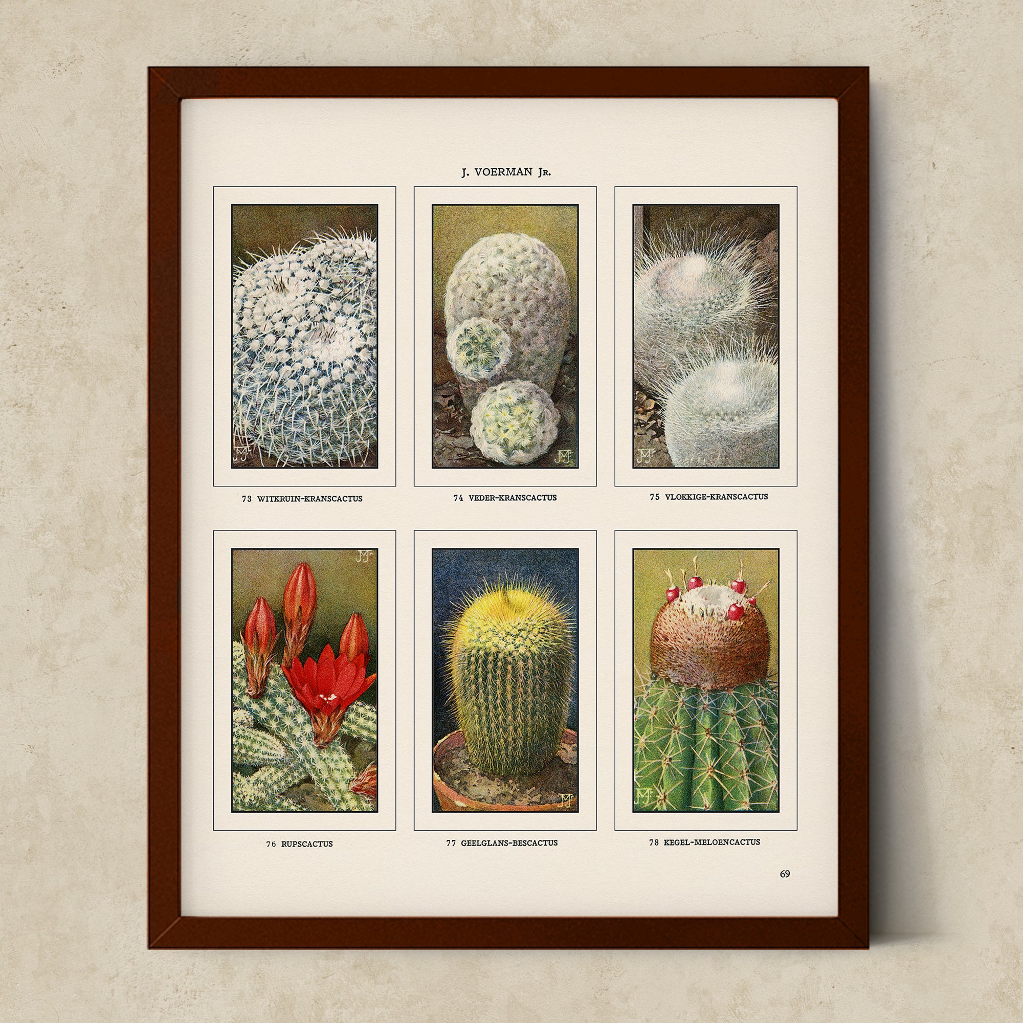 Vintage Botanical Illustrations of Cactus, Blossoms, Succulents, and Exotic Cacti from the 1930's - #CACB01P23