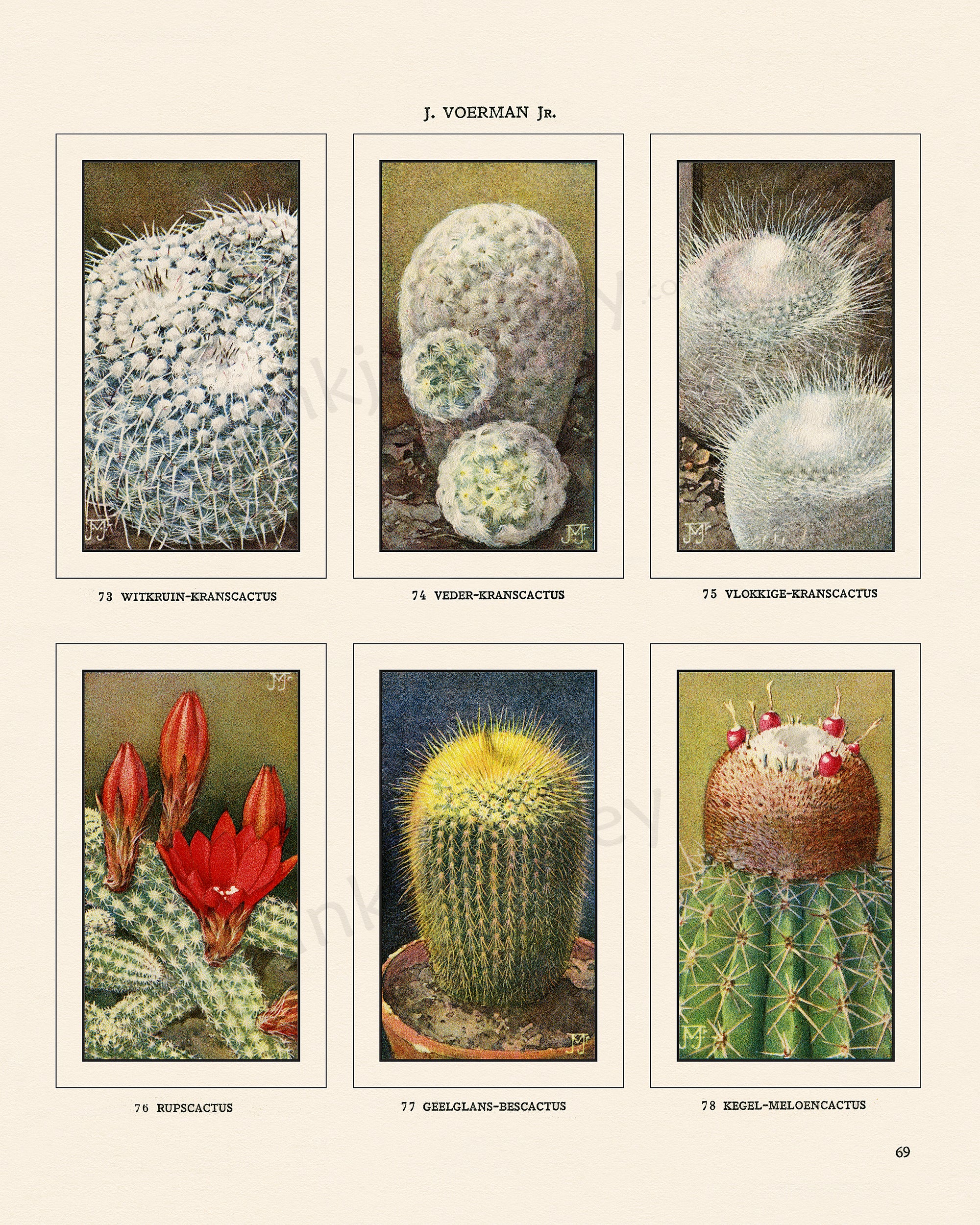 vintage succulent illustration Vintage Botanical Illustrations of Cactus, Blossoms, Succulents, and E – Inkjet Alley