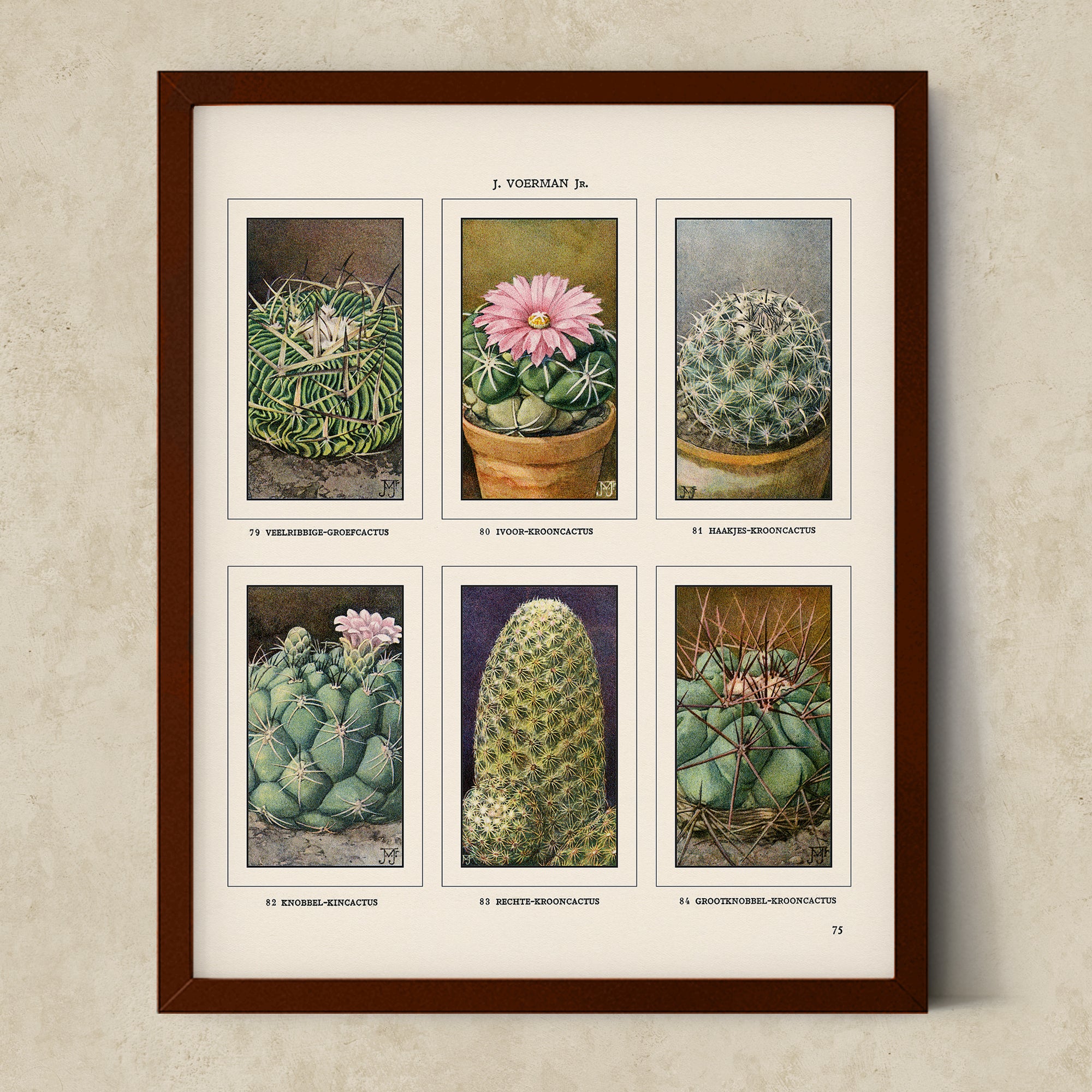 Vintage Botanical Illustrations of Cactus, Blossoms, Succulents, and Exotic Cacti from the 1930's - #CACB01P25