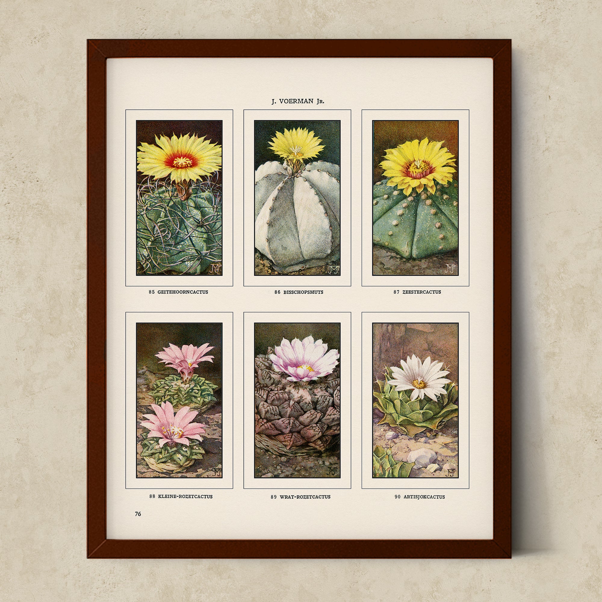 Vintage Botanical Illustrations of Cactus, Blossoms, Succulents, and Exotic Cacti from the 1930's - #CACB01P26