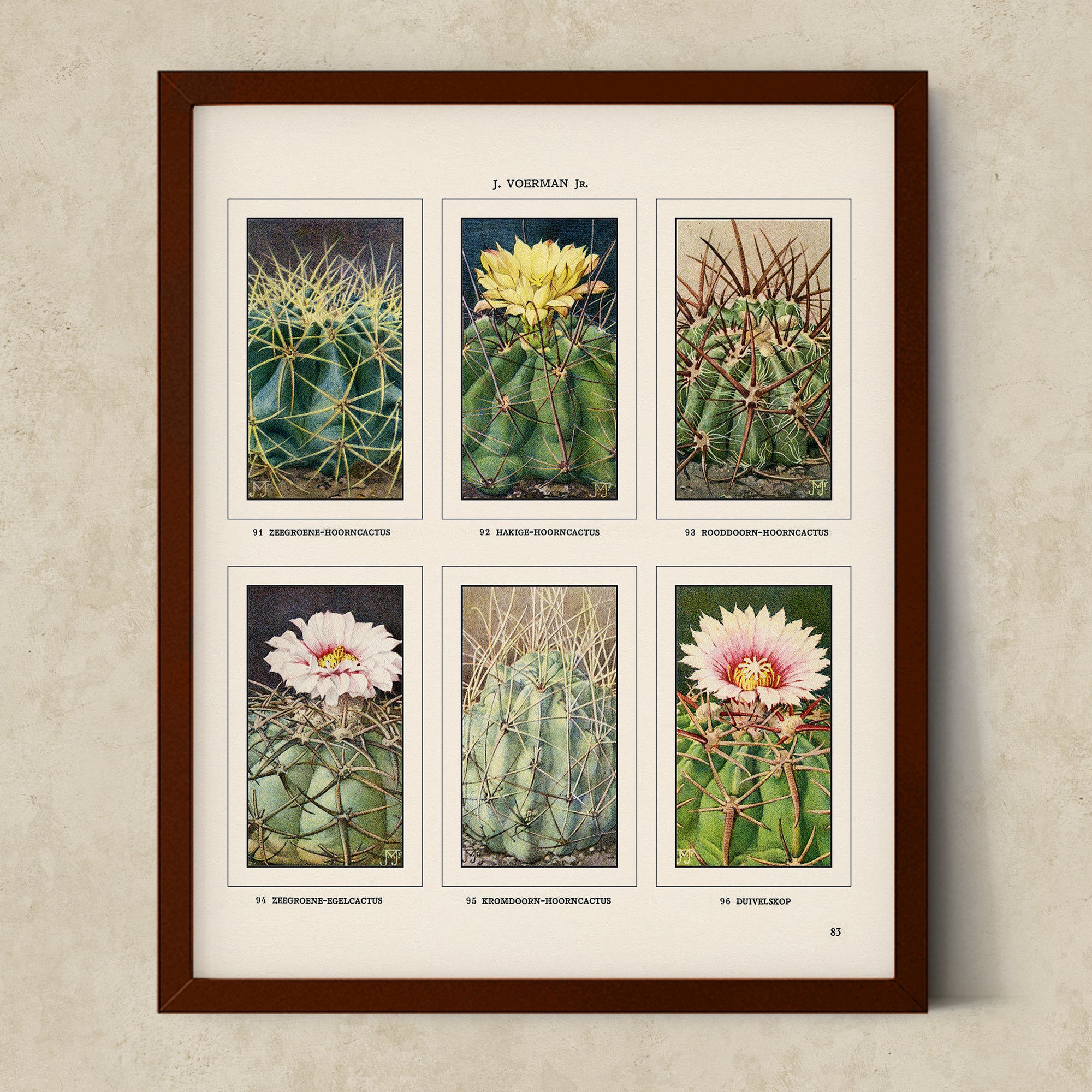 Vintage Botanical Illustrations of Cactus, Blossoms, Succulents, and Exotic Cacti from the 1930's - #CACB01P27