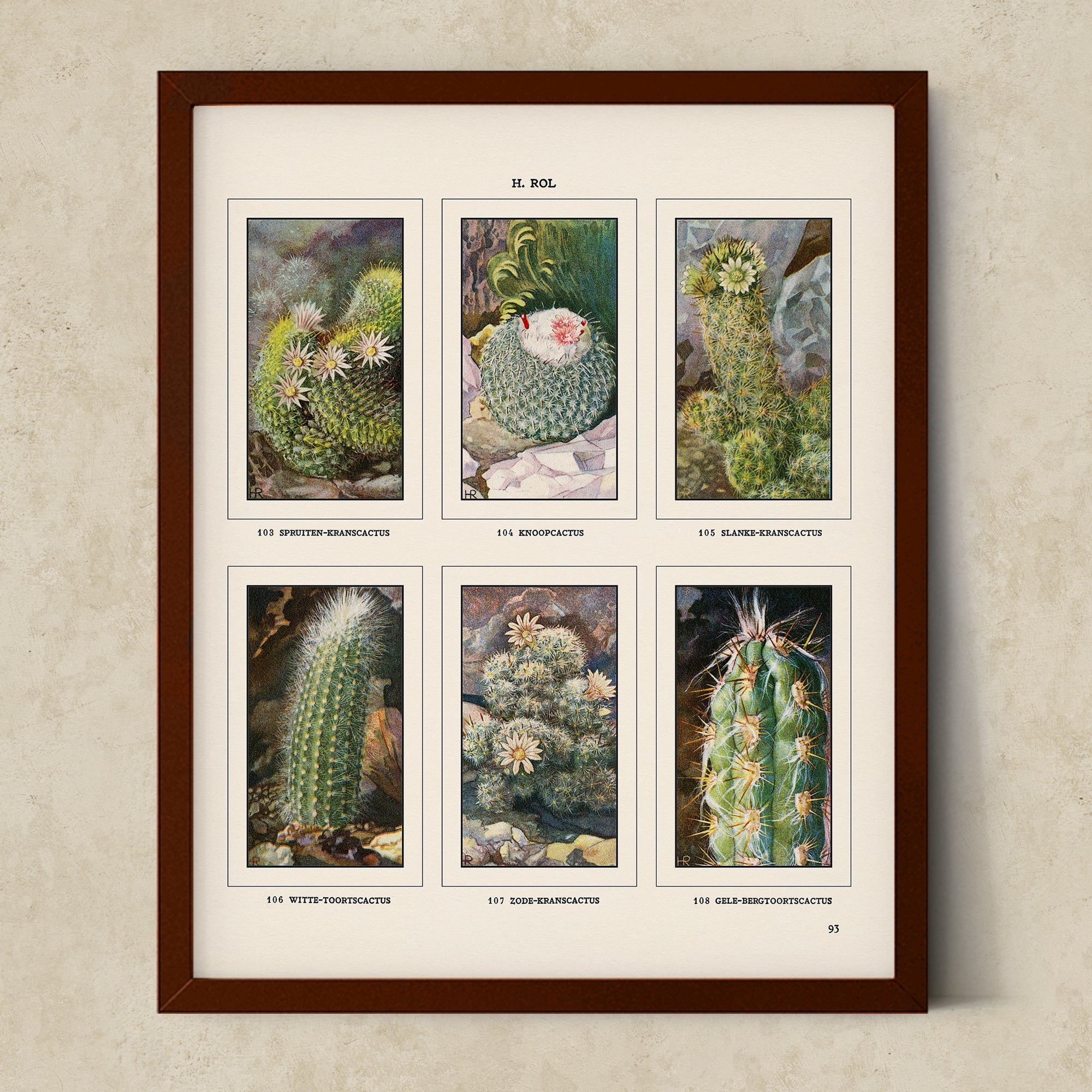 Vintage Botanical Illustrations of Cactus, Blossoms, Succulents, and Exotic Cacti from the 1930's - #CACB01P29