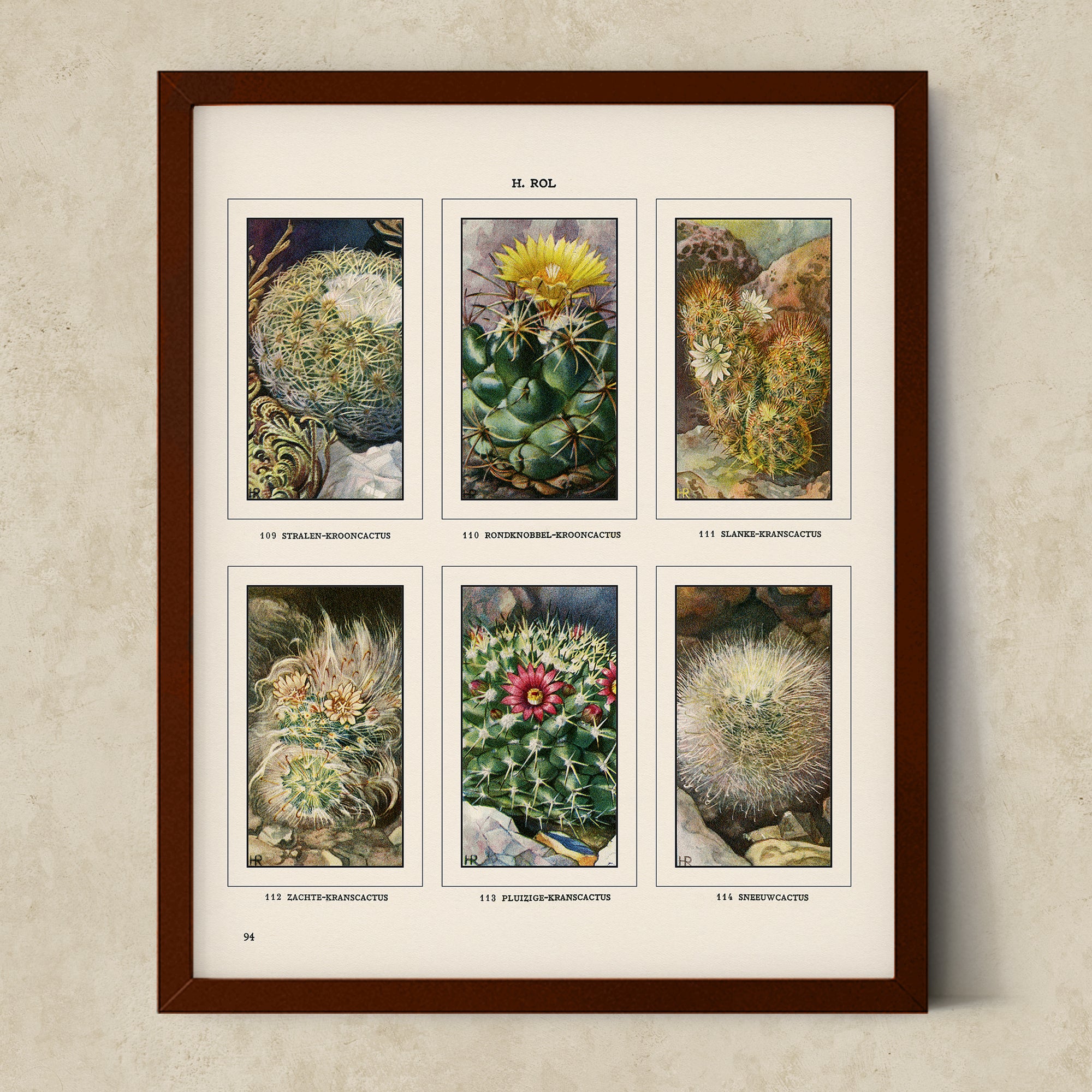 Vintage Botanical Illustrations of Cactus, Blossoms, Succulents, and Exotic Cacti from the 1930's - #CACB01P30