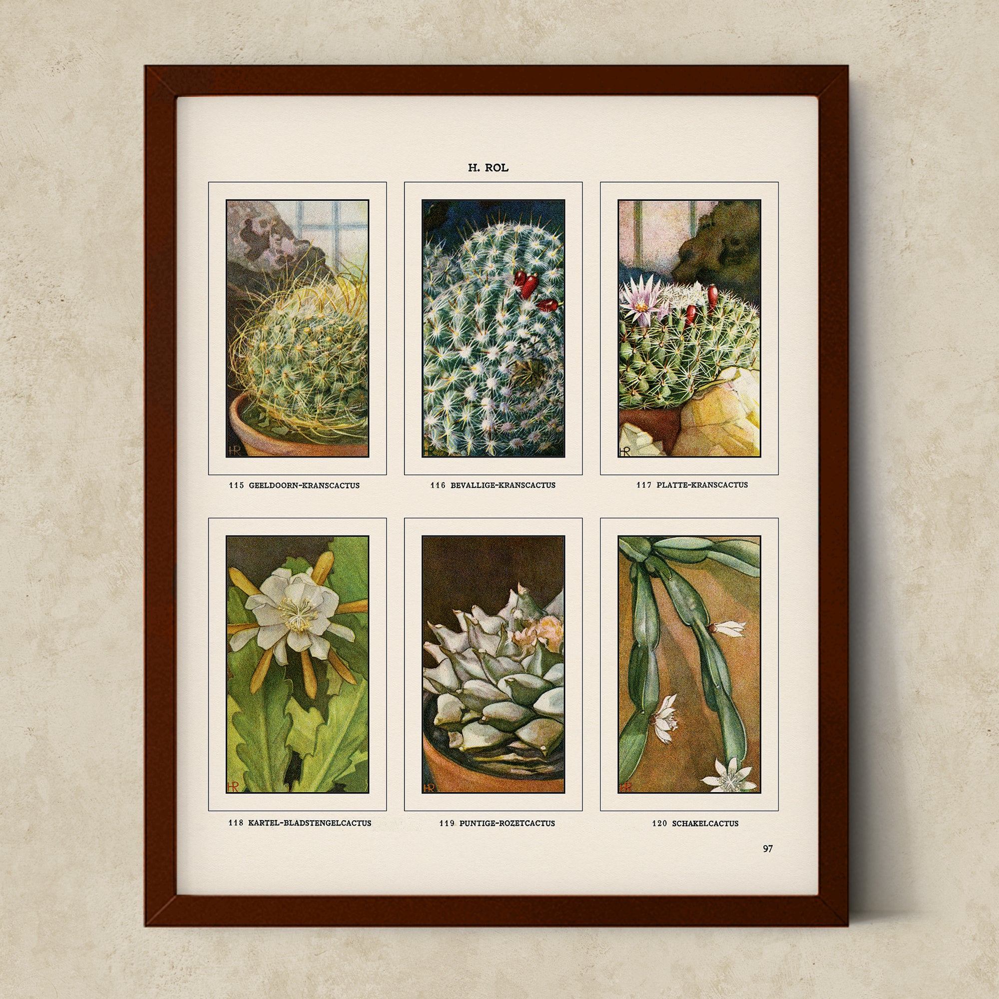 Vintage Botanical Illustrations of Cactus, Blossoms, Succulents, and Exotic Cacti from the 1930's - #CACB01P31